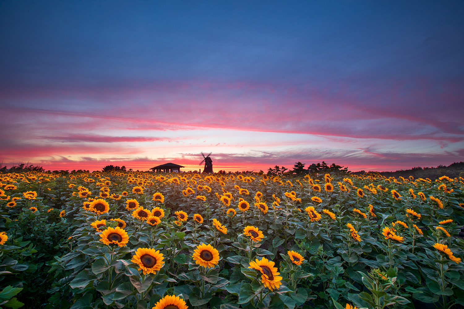 PHOTO BY  | Canon EOS 5D Mark IV | 2024:06:25 19:59:25 | ISO-400 | 1/6 sec | f 8 | 16 mm | EV=0 | ● WIDTH:1500 pixels  HEIGHT:1000 pixels