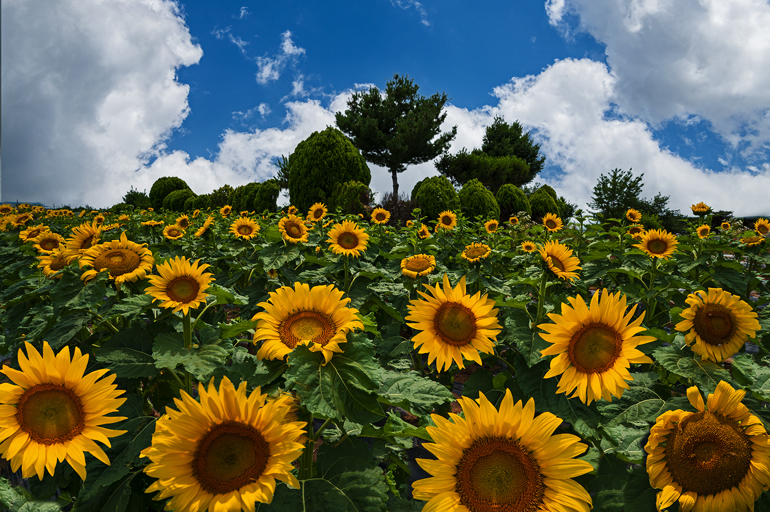 PHOTO BY  | NIKON Z 6_2 | 2024:06:25 14:22:14 | ISO-250 | 1/500 sec | f 11 | 19 mm | EV=-0.3 | ● WIDTH:1500 pixels  HEIGHT:998 pixels