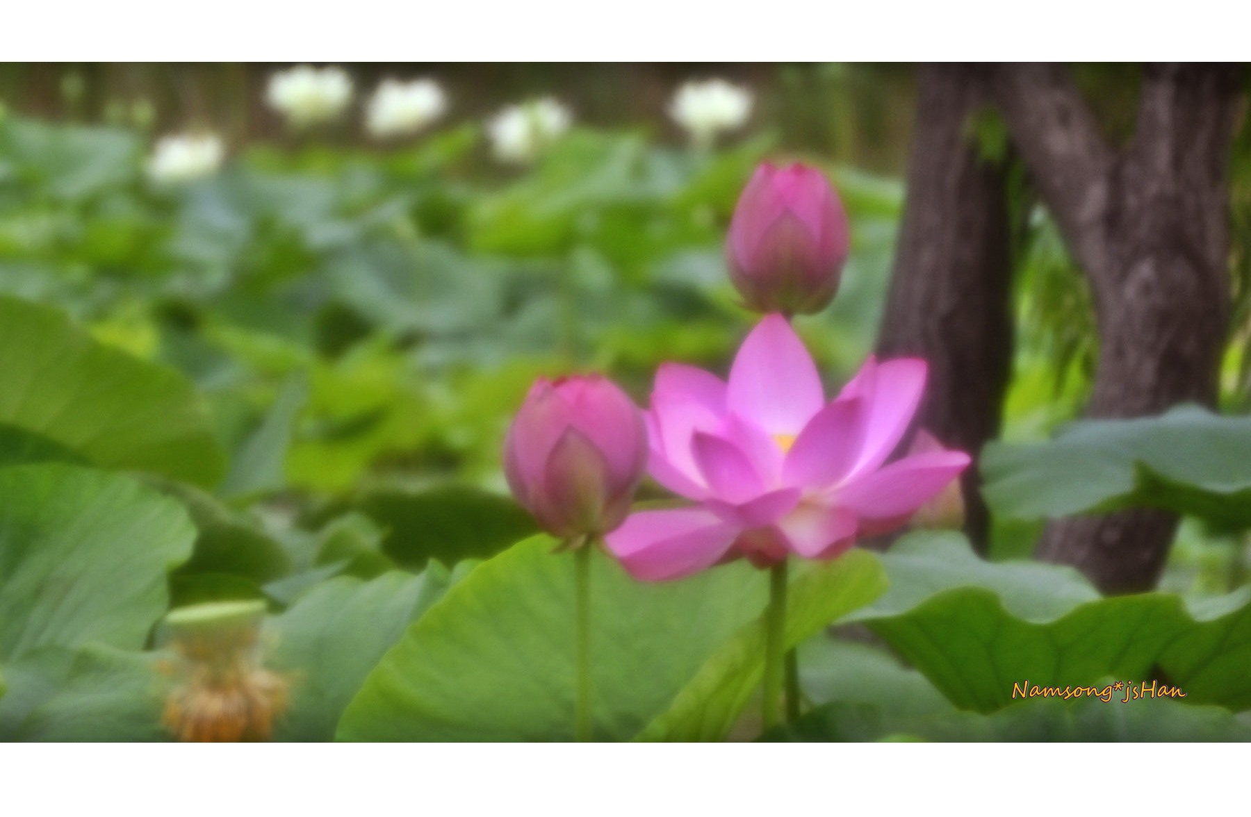 PHOTO BY HAN_JONGSOO | NIKON Z fc | 2024:06:27 11:33:19 | ISO-200 | 1/800 sec | f 6.3 | 140 mm | EV=0 | ● WIDTH:1800 pixels  HEIGHT:980 pixels