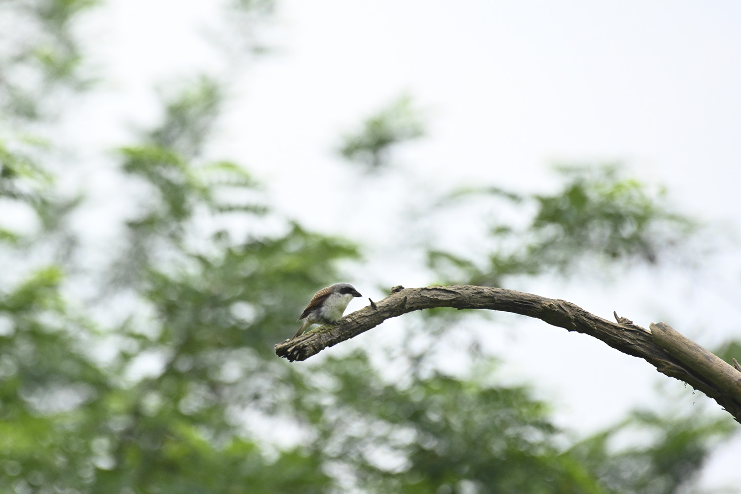 PHOTO BY  | NIKON Z 7 | 2024:06:27 15:23:19 | ISO-2000 | 1/1250 sec | f 7.1 | 480 mm | EV=0 | ● WIDTH:1500 pixels  HEIGHT:1000 pixels