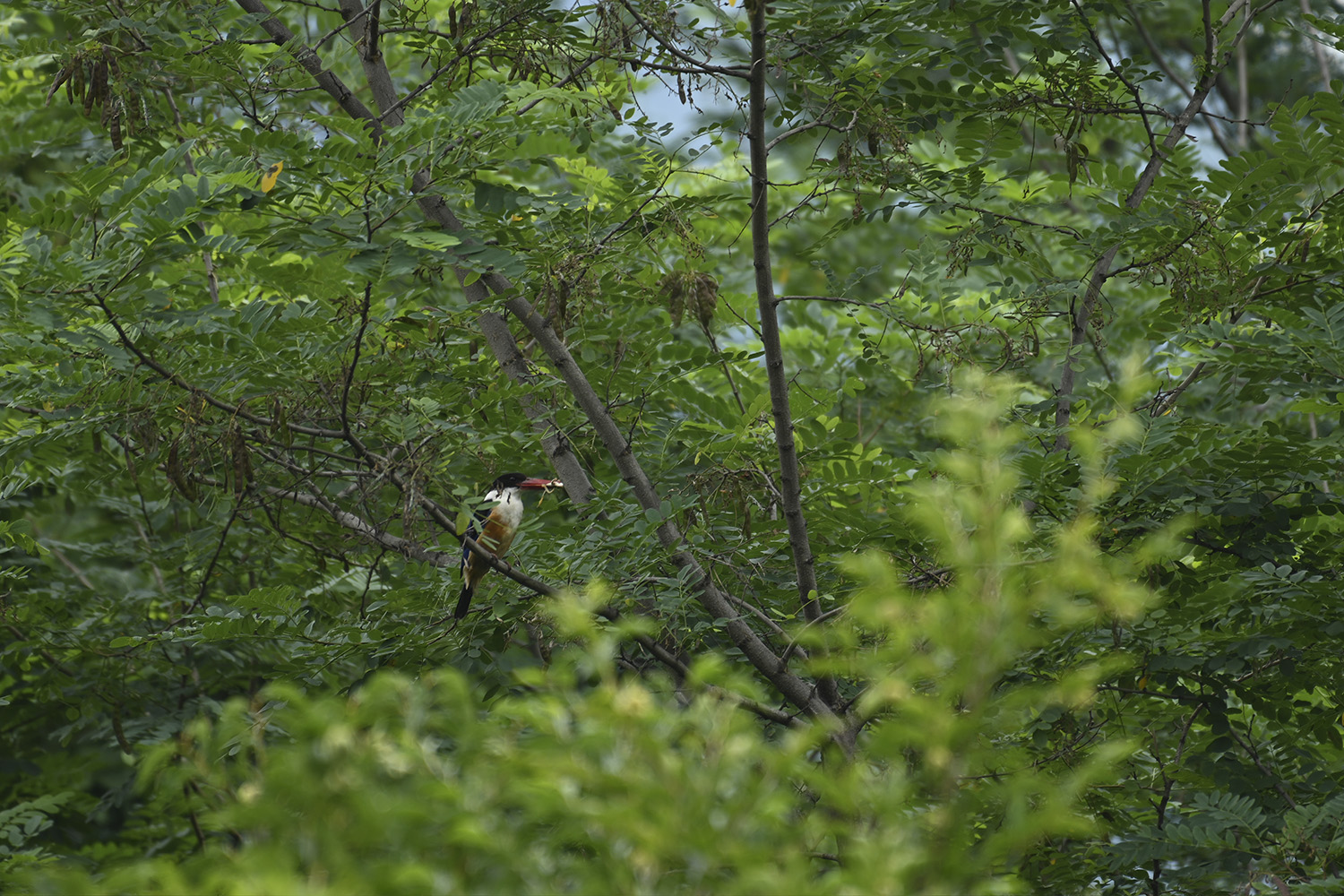 PHOTO BY  | NIKON Z 7 | 2024:06:27 14:11:28 | ISO-100 | 1/125 sec | f 5.6 | 480 mm | EV=0 | ● WIDTH:1500 pixels  HEIGHT:1000 pixels