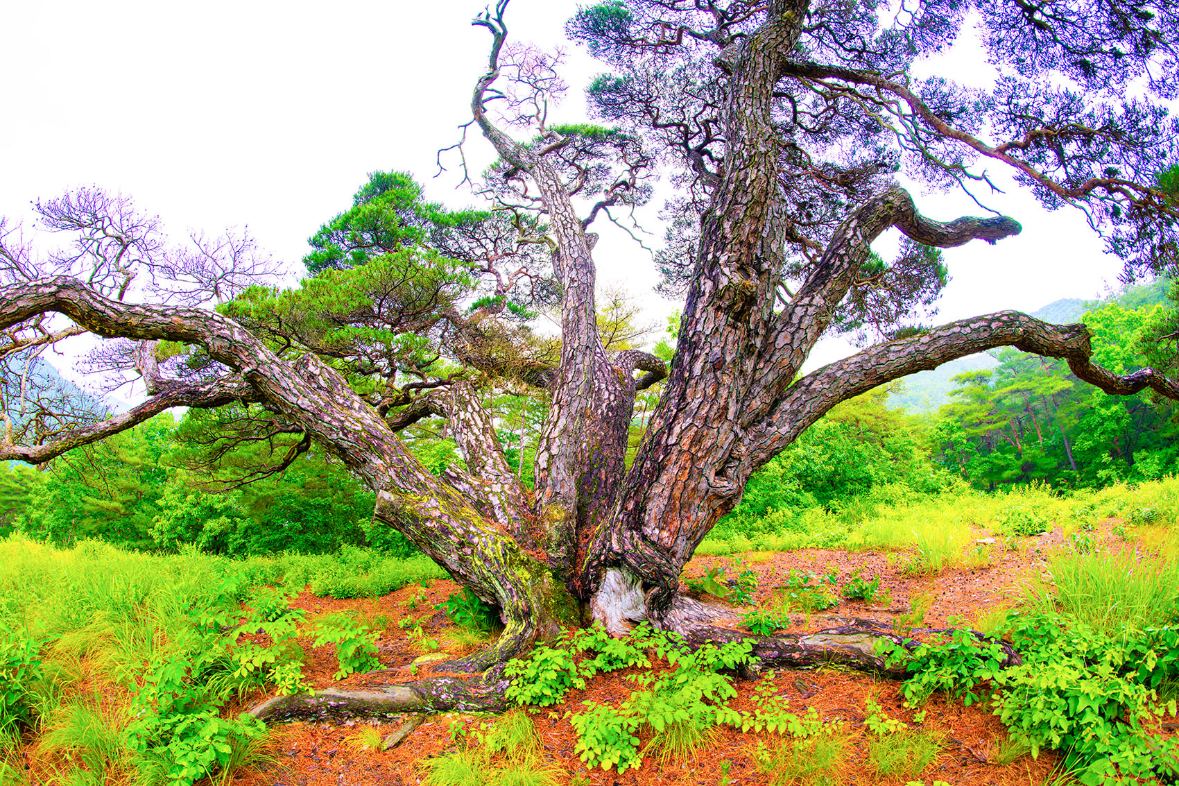 PHOTO BY  | NIKON D850 | 2024:06:15 17:31:04 | ISO-400 | 1/160 sec | f 7.1 | 12 mm | EV=0 | ● WIDTH:1700 pixels  HEIGHT:1133 pixels