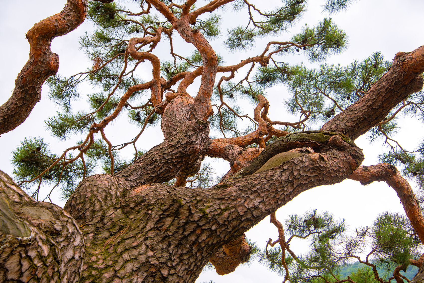 PHOTO BY  | NIKON D850 | 2024:06:15 11:53:25 | ISO-400 | 1/800 sec | f 7.1 | 82 mm | EV=0 | ● WIDTH:1700 pixels  HEIGHT:1133 pixels