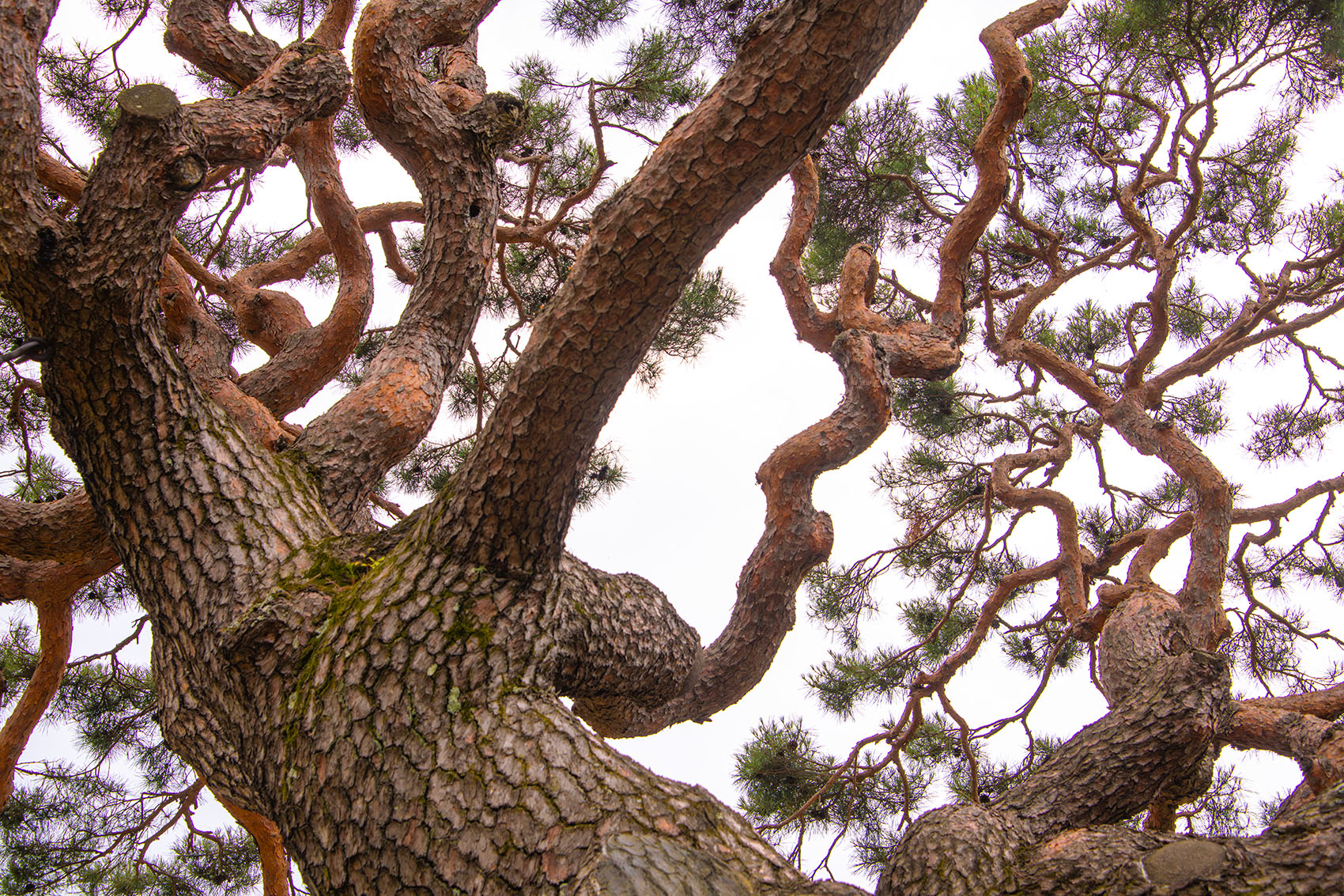 PHOTO BY  | NIKON D850 | 2024:06:15 11:55:12 | ISO-400 | 1/1250 sec | f 7.1 | 62 mm | EV=0 | ● WIDTH:1700 pixels  HEIGHT:1133 pixels