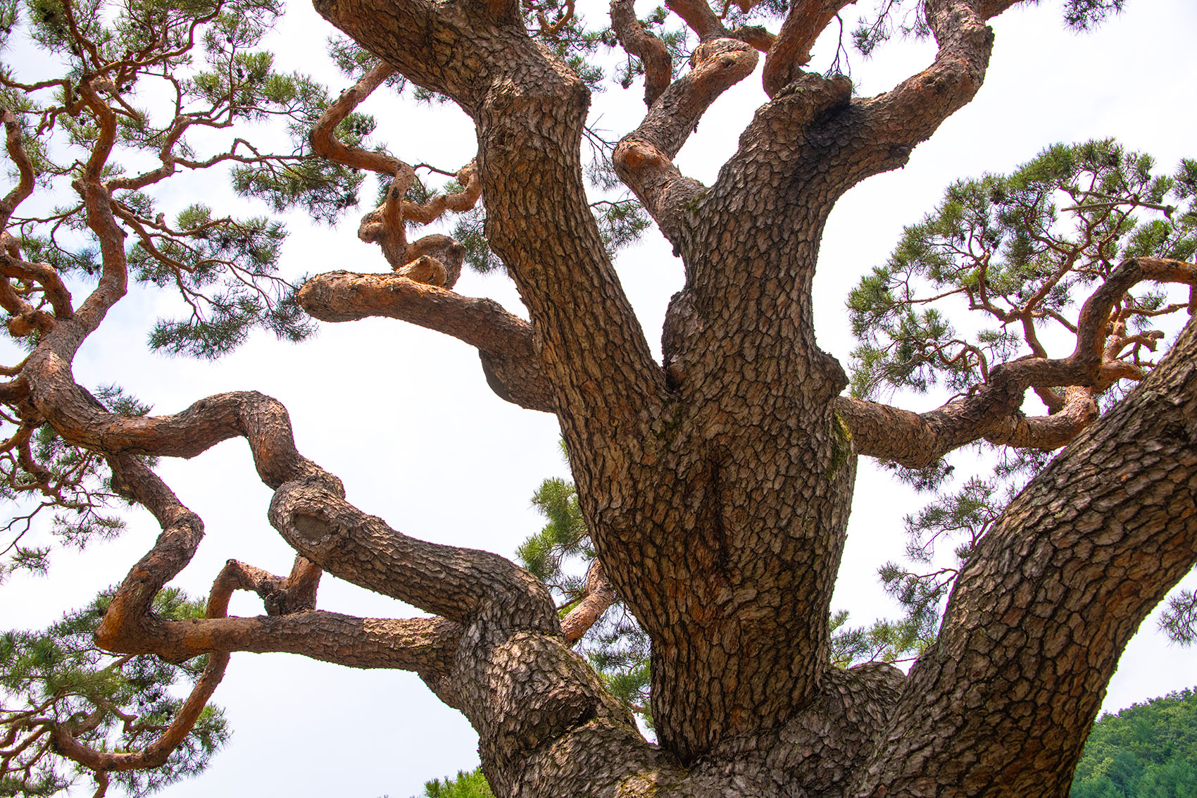 PHOTO BY  | NIKON D850 | 2024:06:15 12:05:44 | ISO-400 | 1/2000 sec | f 7.1 | 40 mm | EV=0 | ● WIDTH:1700 pixels  HEIGHT:1133 pixels