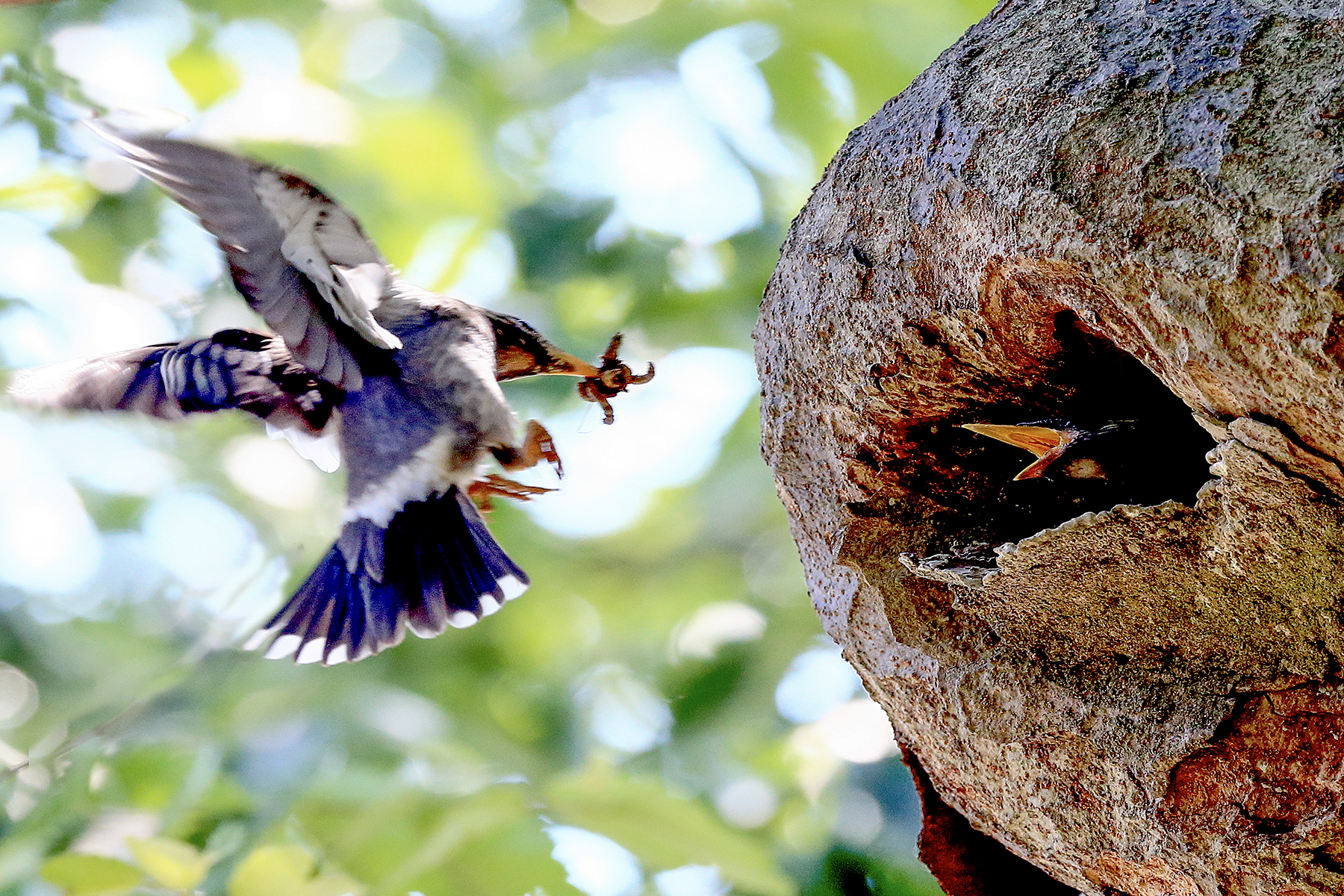 PHOTO BY HNalim | Canon EOS 7D Mark II | 2024:06:22 13:44:03 | ISO-100 | 1/400 sec | f 4.5 | 124 mm | EV=0 | ● WIDTH:1800 pixels  HEIGHT:1200 pixels