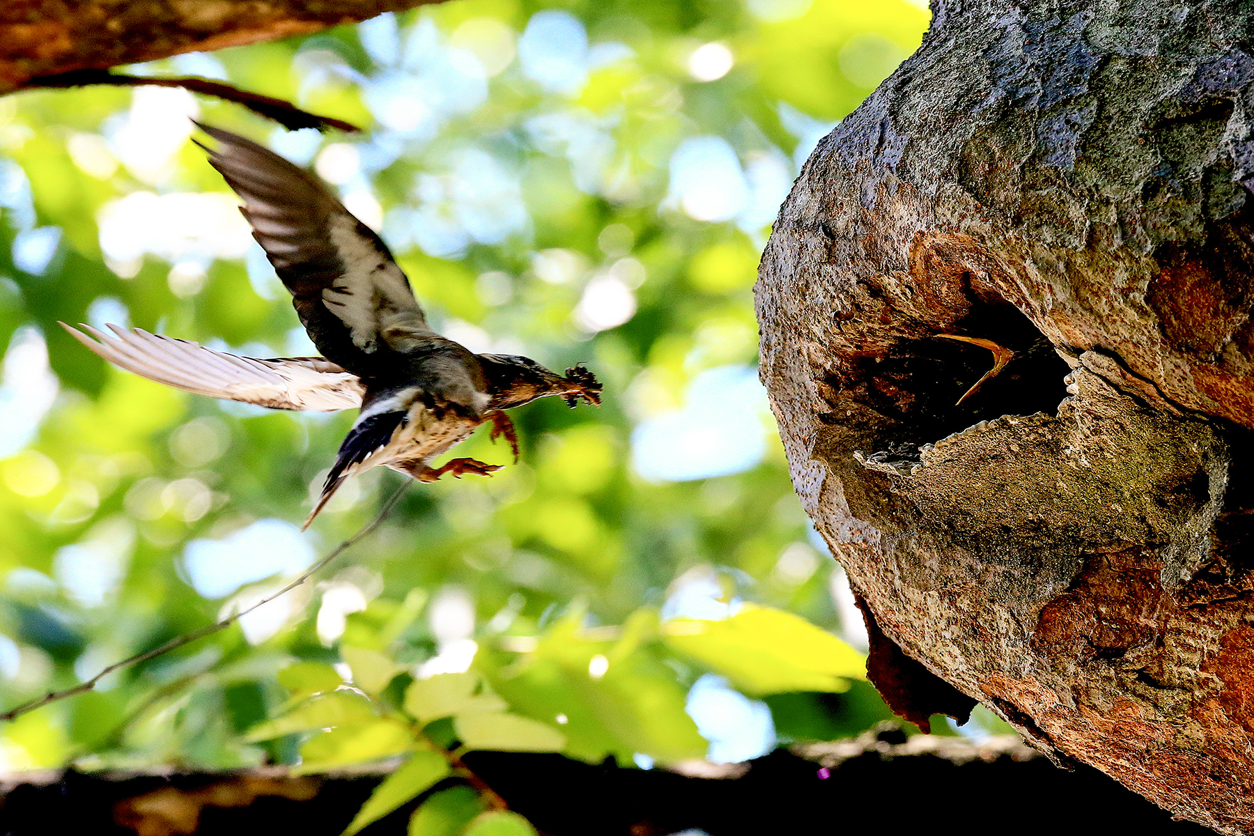 PHOTO BY HNalim | Canon EOS 7D Mark II | 2024:06:22 13:44:17 | ISO-100 | 1/400 sec | f 4.5 | 100 mm | EV=0 | ● WIDTH:1800 pixels  HEIGHT:1200 pixels