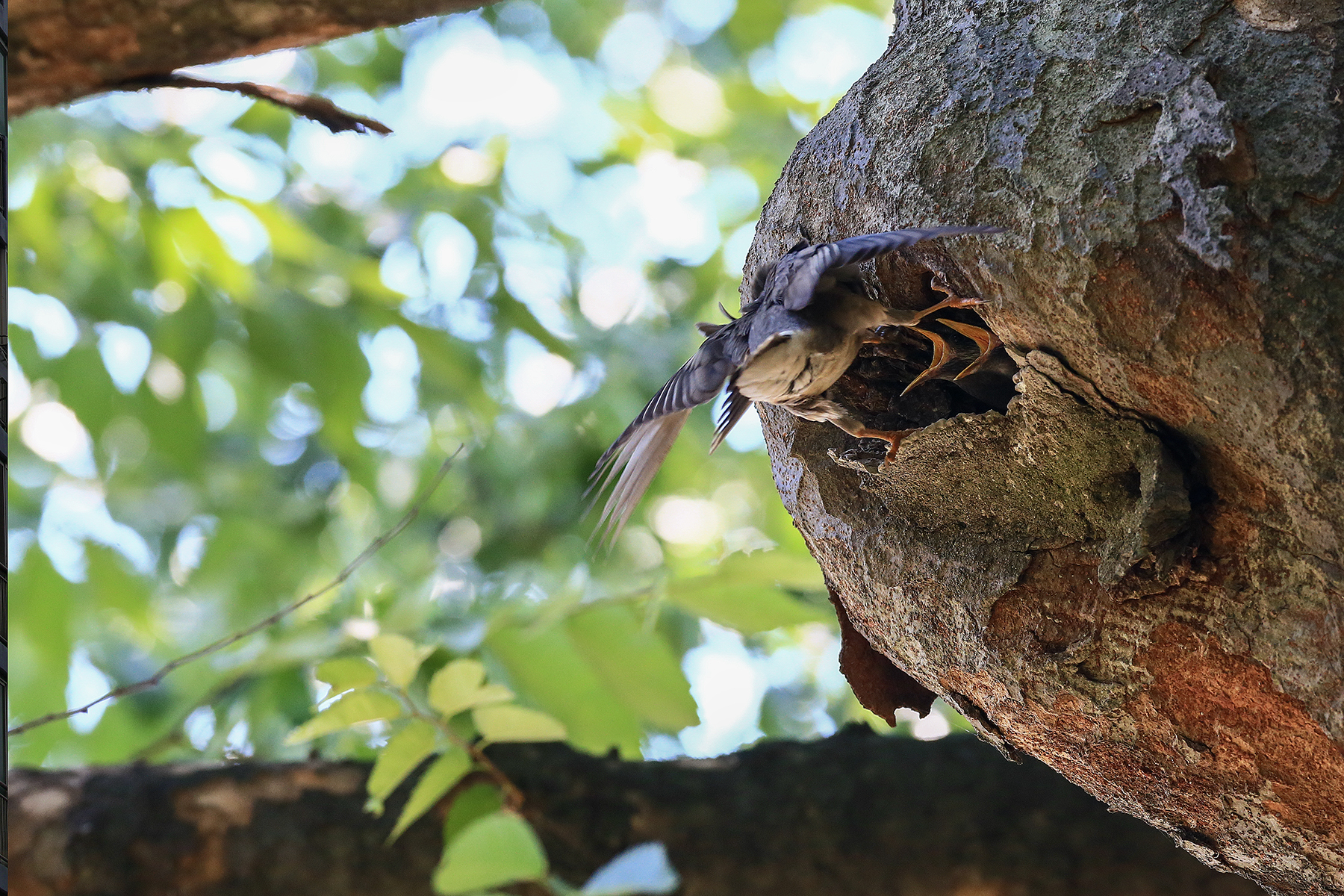 PHOTO BY HNalim | Canon EOS 7D Mark II | 2024:06:22 13:44:18 | ISO-100 | 1/640 sec | f 4.5 | 100 mm | EV=0 | ● WIDTH:1800 pixels  HEIGHT:1200 pixels