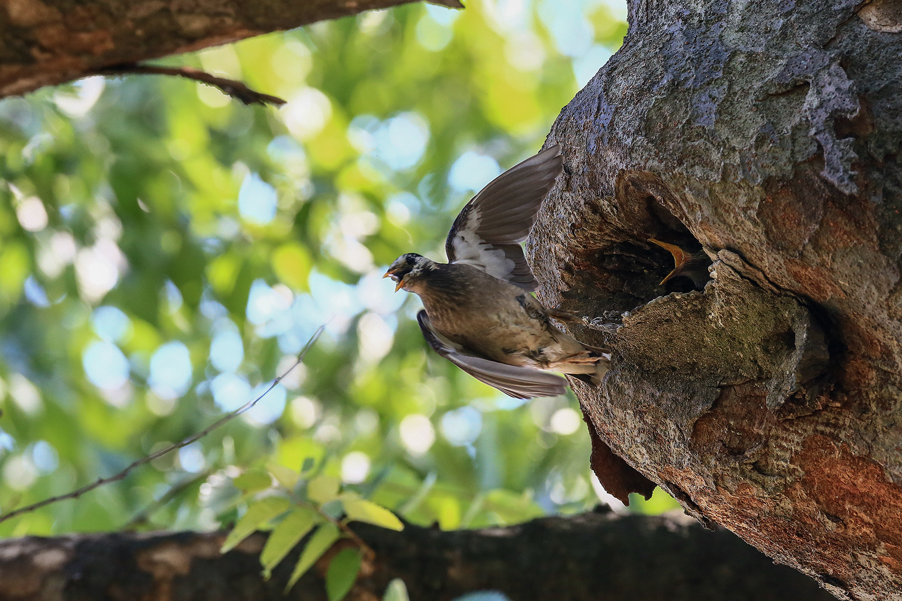 PHOTO BY HNalim | Canon EOS 7D Mark II | 2024:06:22 13:44:19 | ISO-100 | 1/500 sec | f 4.5 | 100 mm | EV=0 | ● WIDTH:1800 pixels  HEIGHT:1200 pixels