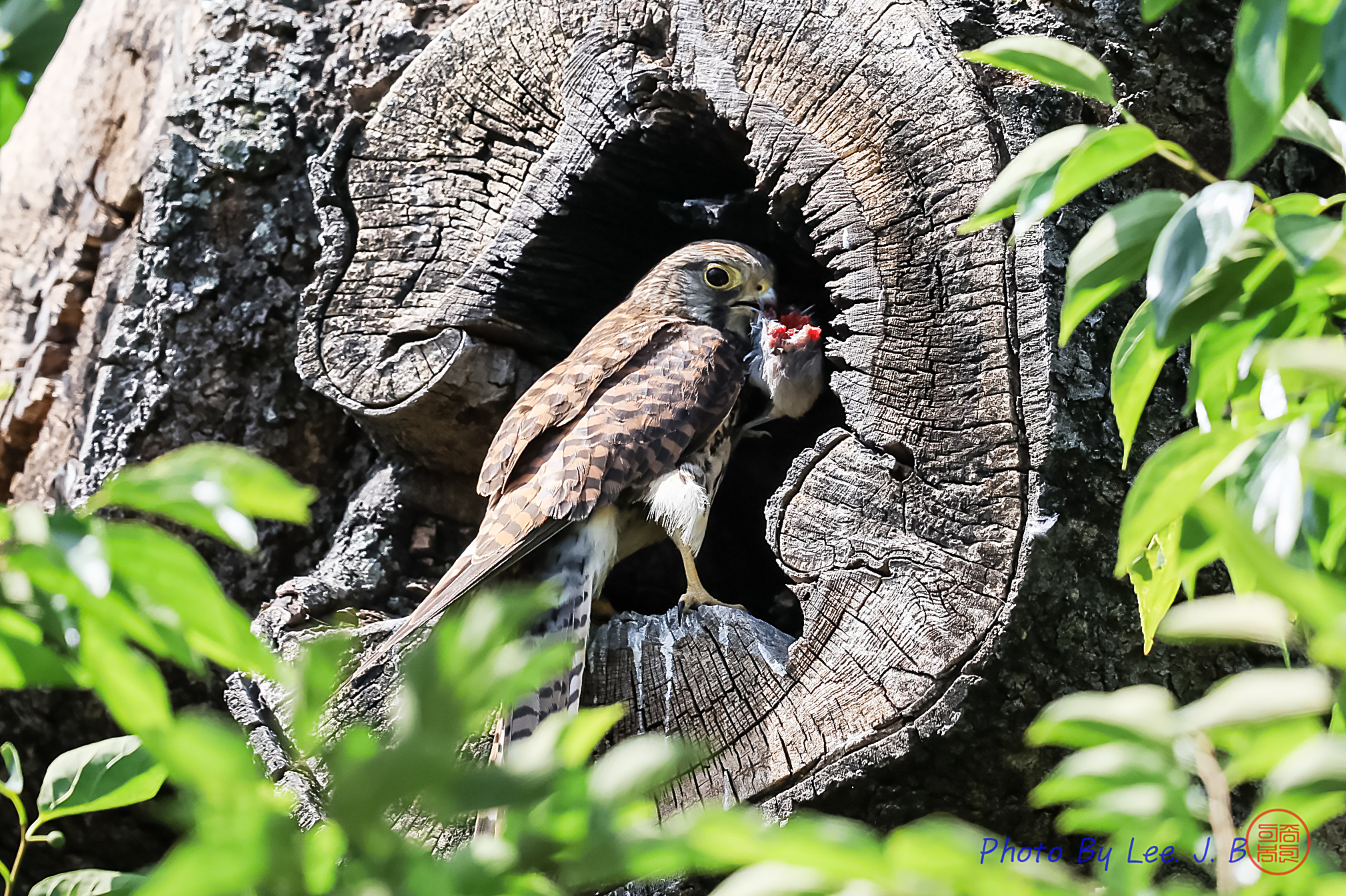 PHOTO BY  | Canon EOS R3 | 2024:06:04 10:14:46 | ISO-800 | 1/3200 sec | f 5.6 | 840 mm | EV=-0.7 | ● WIDTH:2019 pixels  HEIGHT:1344 pixels