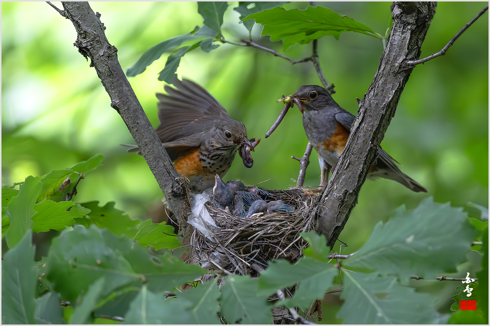 PHOTO BY  | NIKON Z 9 | 2024:06:27 13:45:48 | ISO-5000 | 1/1600 sec | f 4 | 600 mm | EV=-0.3 | ● WIDTH:1700 pixels  HEIGHT:1133 pixels