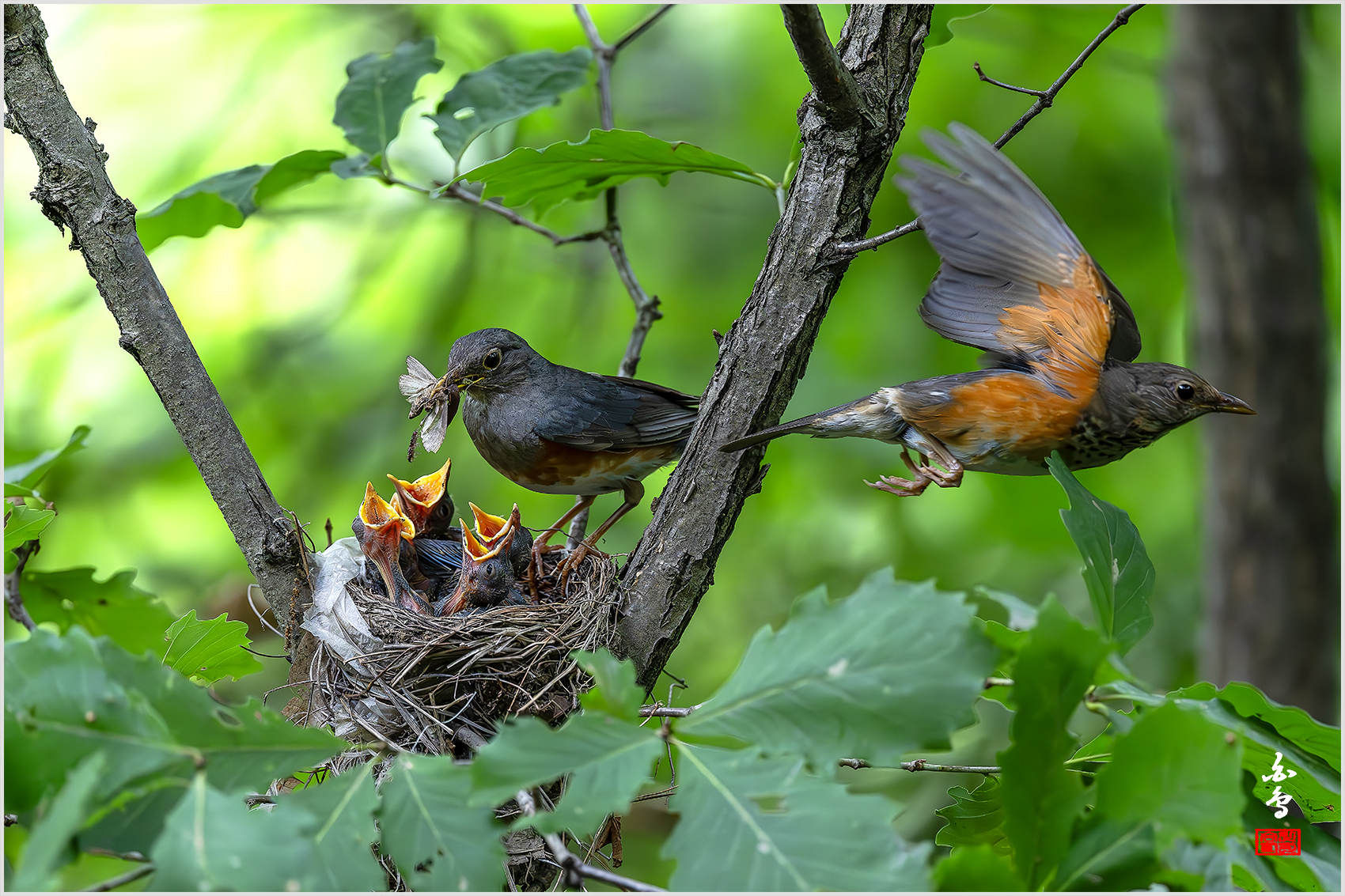 PHOTO BY  | NIKON Z 9 | 2024:06:27 13:52:39 | ISO-5000 | 1/2000 sec | f 4 | 600 mm | EV=-0.3 | ● WIDTH:1700 pixels  HEIGHT:1133 pixels