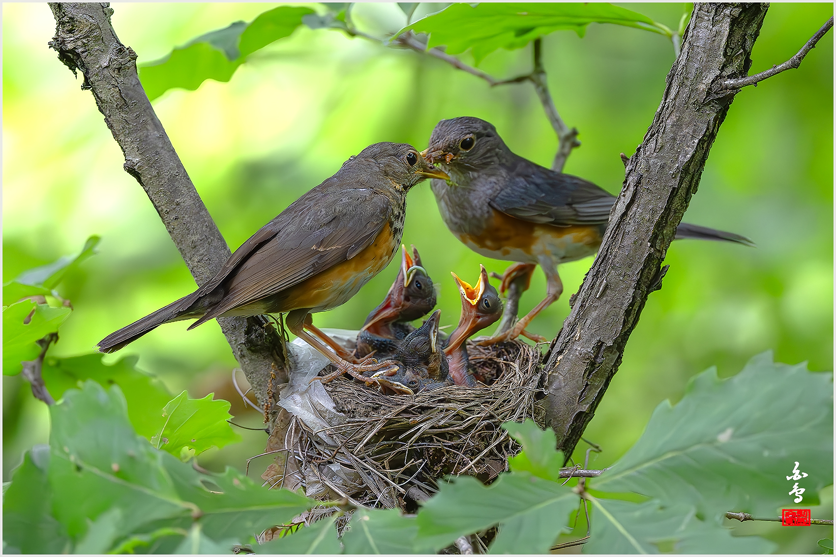 PHOTO BY  | NIKON Z 9 | 2024:06:27 14:32:35 | ISO-5000 | 1/1600 sec | f 4 | 600 mm | EV=-0.3 | ● WIDTH:1700 pixels  HEIGHT:1133 pixels