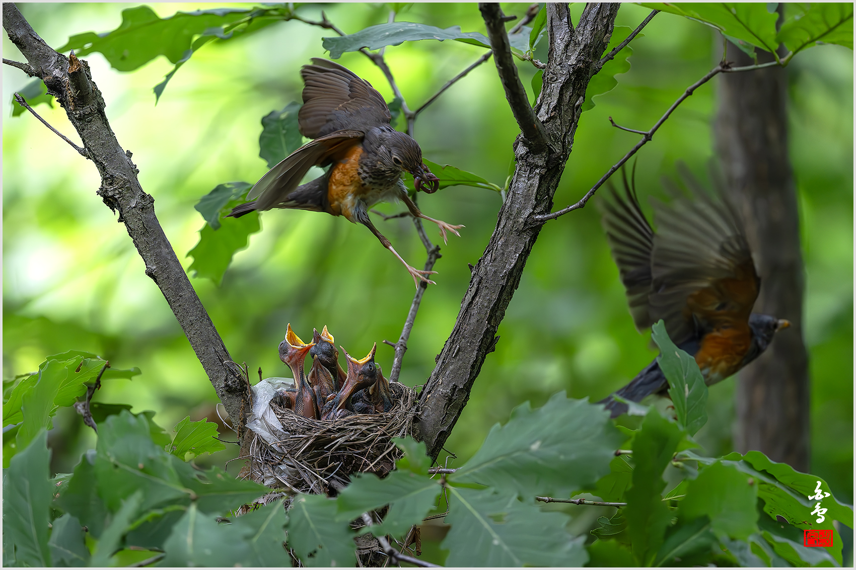 PHOTO BY  | NIKON Z 9 | 2024:06:27 14:46:10 | ISO-5000 | 1/1250 sec | f 4 | 600 mm | EV=-0.3 | ● WIDTH:1700 pixels  HEIGHT:1133 pixels