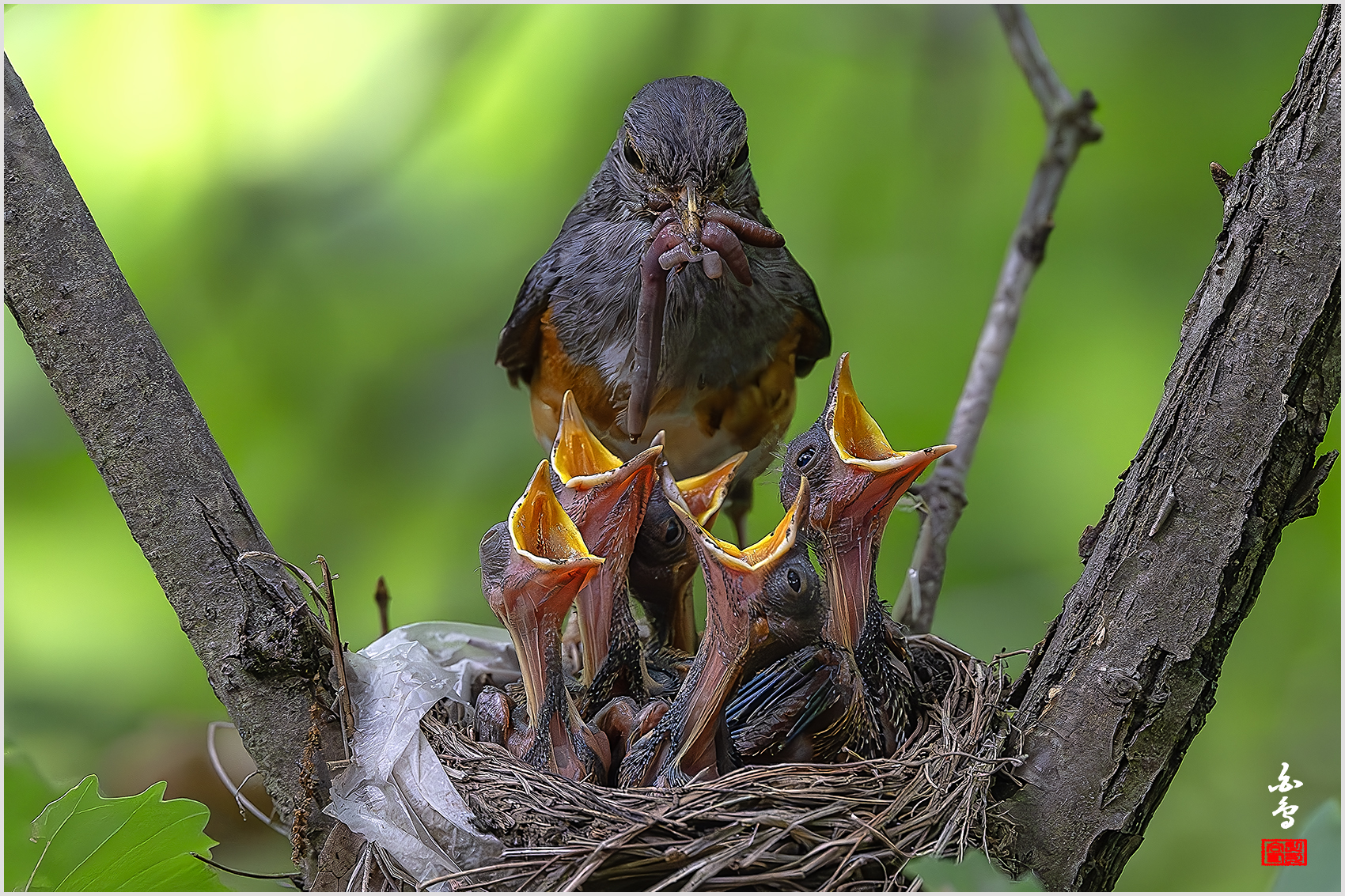 PHOTO BY  | NIKON Z 9 | 2024:06:27 14:45:53 | ISO-5000 | 1/1250 sec | f 4 | 600 mm | EV=-0.3 | ● WIDTH:1700 pixels  HEIGHT:1133 pixels