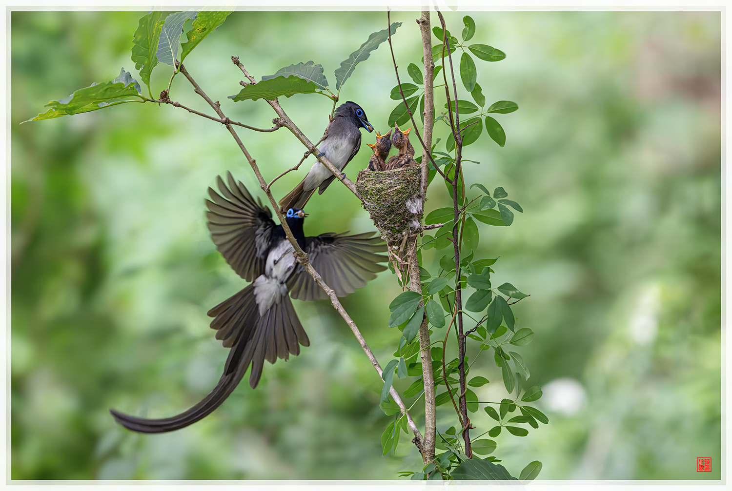 PHOTO BY  | NIKON Z 9 | 2024:06:27 13:19:36 | ISO-14400 | 1/1000 sec | f 5.6 | 600 mm | EV=0.7 | ● WIDTH:1500 pixels  HEIGHT:1007 pixels