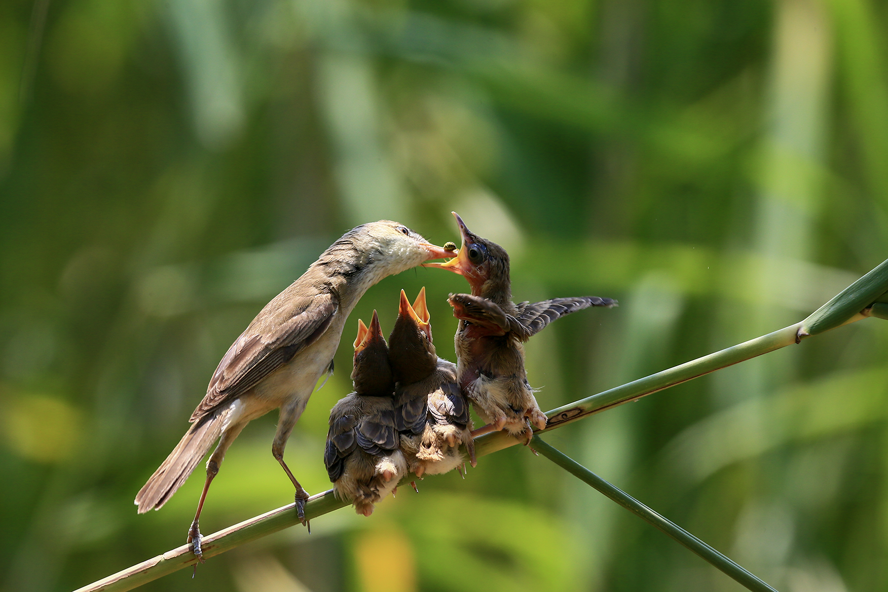 PHOTO BY HNalim | Canon EOS 7D Mark II | 2024:06:22 13:44:16 | ISO-100 | 1/640 sec | f 4.5 | 100 mm | EV=0 | ● WIDTH:1800 pixels  HEIGHT:1200 pixels