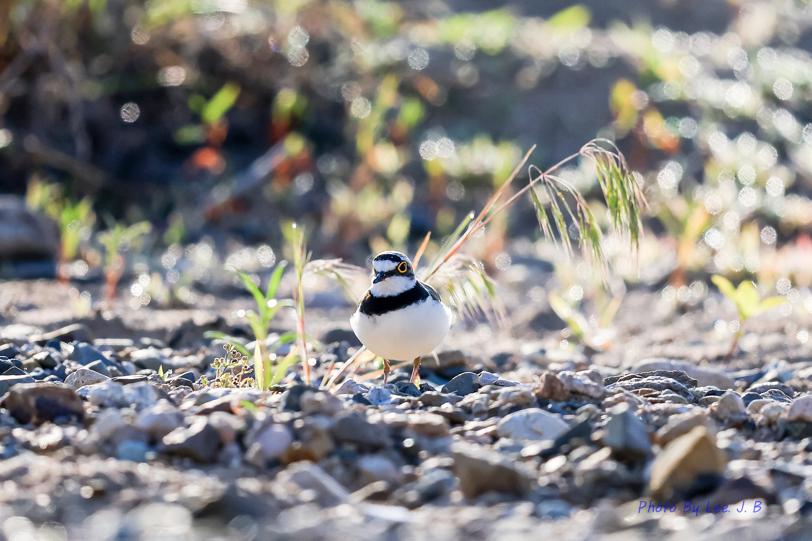 PHOTO BY  | Canon EOS R3 | 2024:06:05 06:53:54 | ISO-400 | 1/4000 sec | f 4 | 600 mm | EV=-0.7 | ● WIDTH:2642 pixels  HEIGHT:1761 pixels