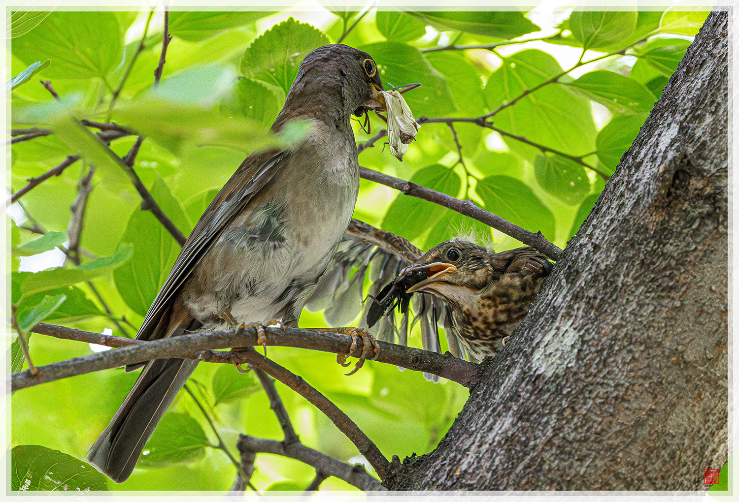 PHOTO BY  | NIKON Z 9 | 2024:06:26 11:06:40 | ISO-20000 | 1/800 sec | f 6.3 | 600 mm | EV=1.3 | ● WIDTH:1500 pixels  HEIGHT:1020 pixels
