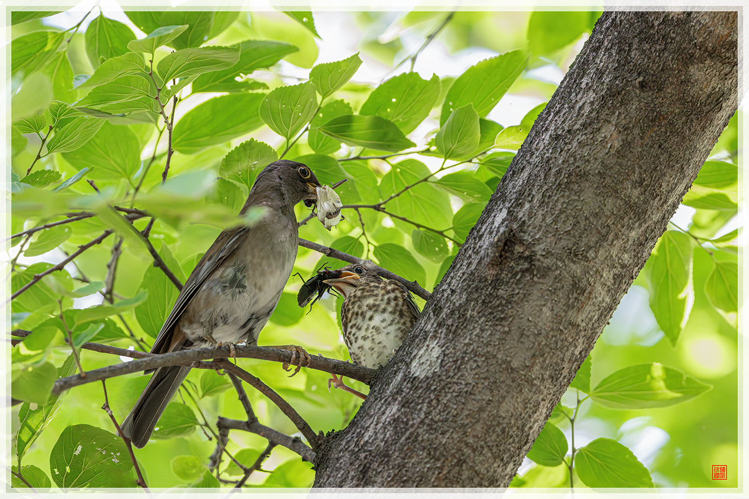 PHOTO BY  | NIKON Z 9 | 2024:06:26 11:06:39 | ISO-20000 | 1/800 sec | f 6.3 | 600 mm | EV=1.3 | ● WIDTH:1500 pixels  HEIGHT:1000 pixels