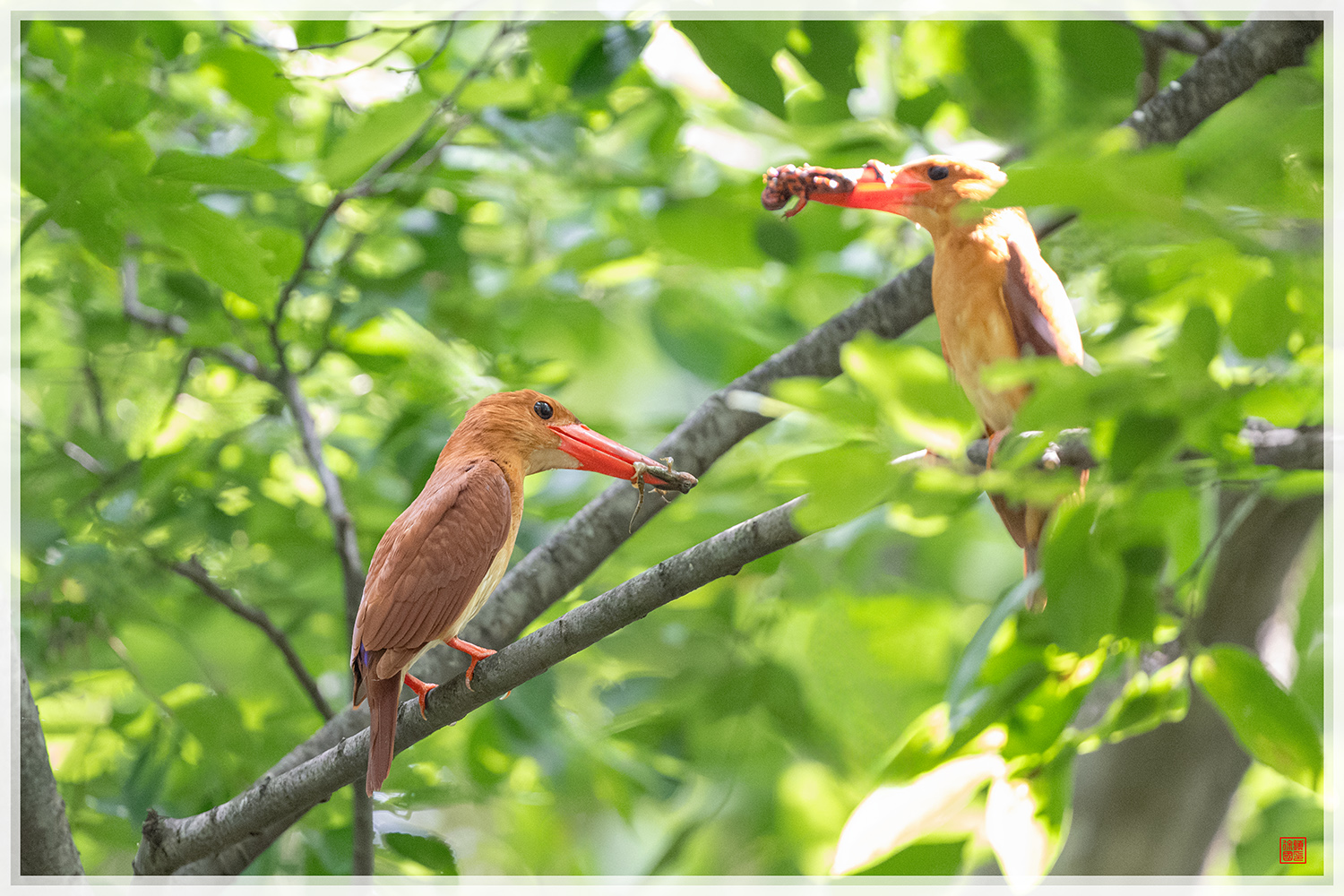 PHOTO BY  | NIKON Z 9 | 2024:06:26 09:42:23 | ISO-25600 | 1/1250 sec | f 6.3 | 840 mm | EV=1.7 | ● WIDTH:1500 pixels  HEIGHT:1000 pixels