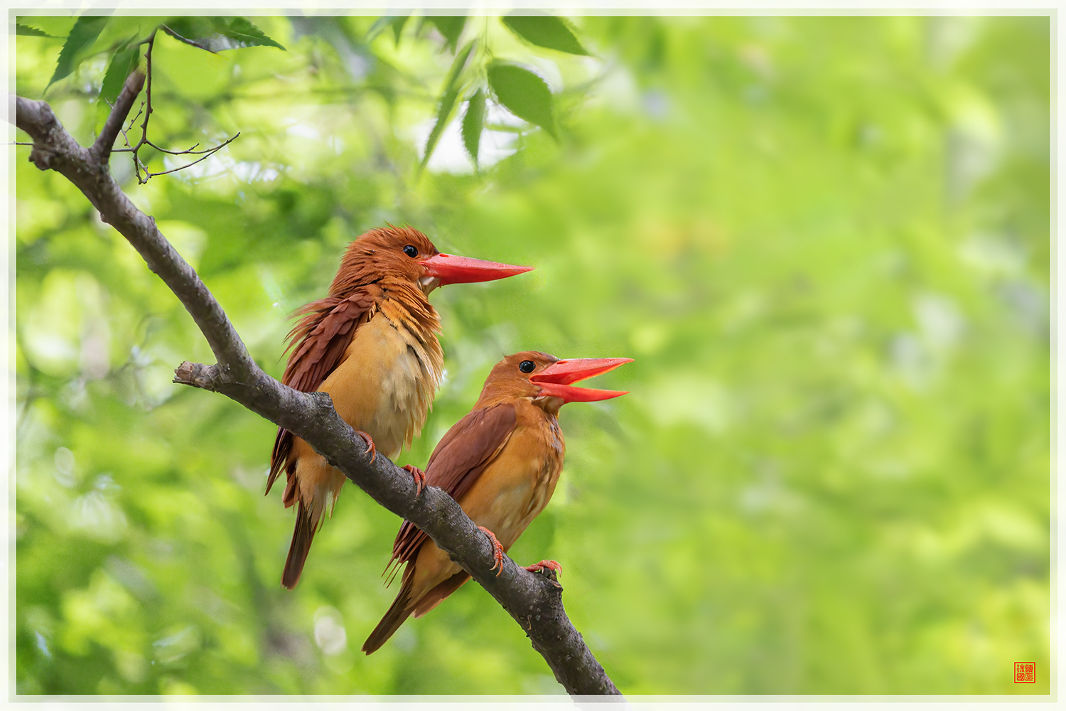 PHOTO BY  | NIKON Z 9 | 2024:06:26 09:56:32 | ISO-25600 | 1/1600 sec | f 6.3 | 840 mm | EV=2 | ● WIDTH:1500 pixels  HEIGHT:1000 pixels