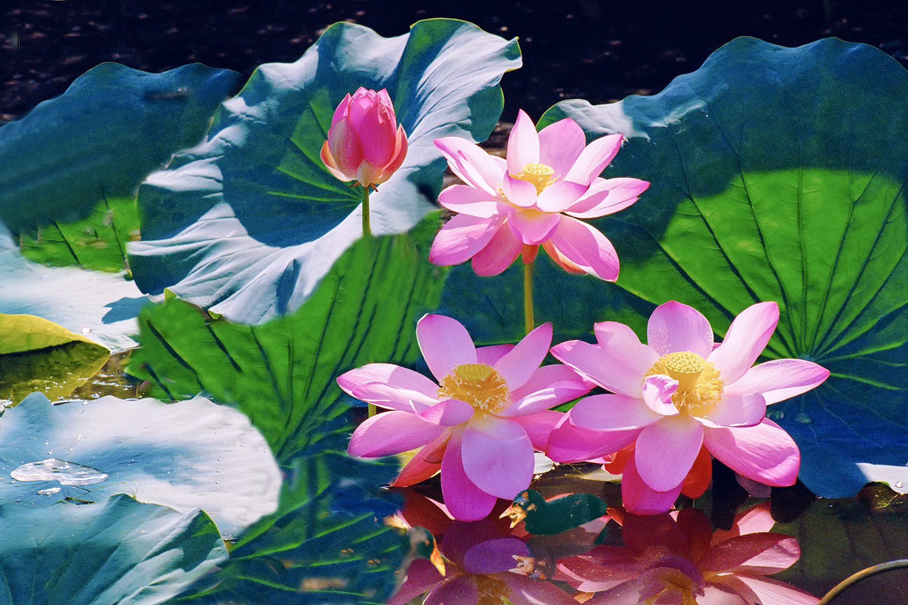 PHOTO BY HNalim | Canon EOS 7D Mark II | 2024:06:22 13:44:22 | ISO-100 | 1/640 sec | f 4.5 | 100 mm | EV=0 | ● WIDTH:1800 pixels  HEIGHT:1200 pixels