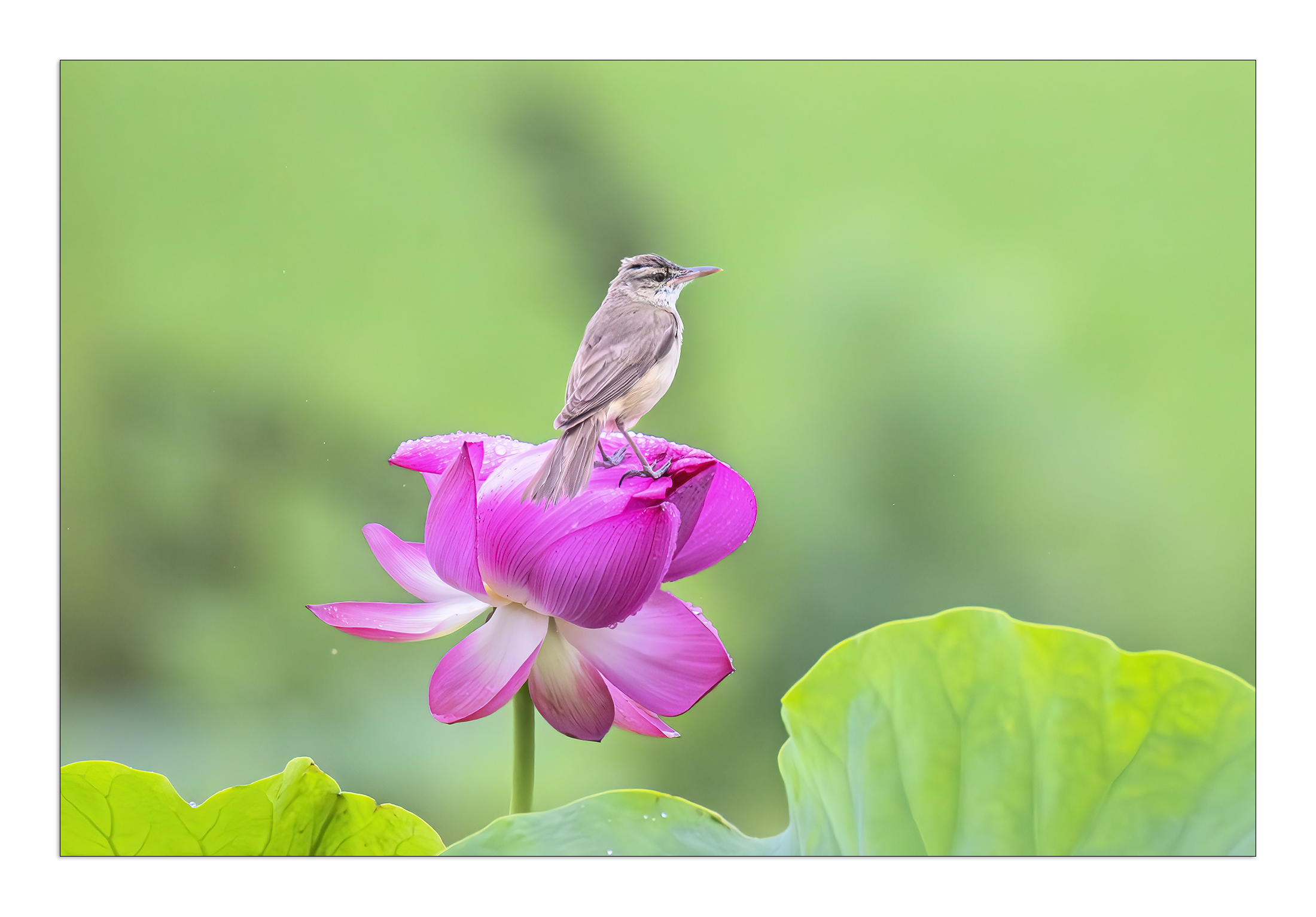 PHOTO BY  | Canon EOS R5 | 2024:06:29 14:29:24 | ISO-8000 | 1/4000 sec | f 9 | 800 mm | EV=-0.3 | ● WIDTH:2200 pixels  HEIGHT:1534 pixels