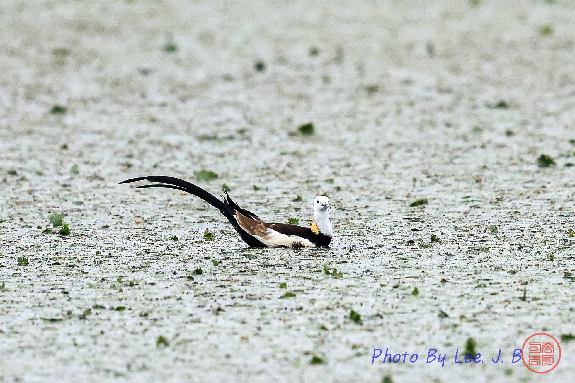 PHOTO BY  | Canon EOS R3 | 2024:06:10 08:57:39 | ISO-800 | 1/4000 sec | f 5.6 | 840 mm | EV=0 | ● WIDTH:1962 pixels  HEIGHT:1308 pixels