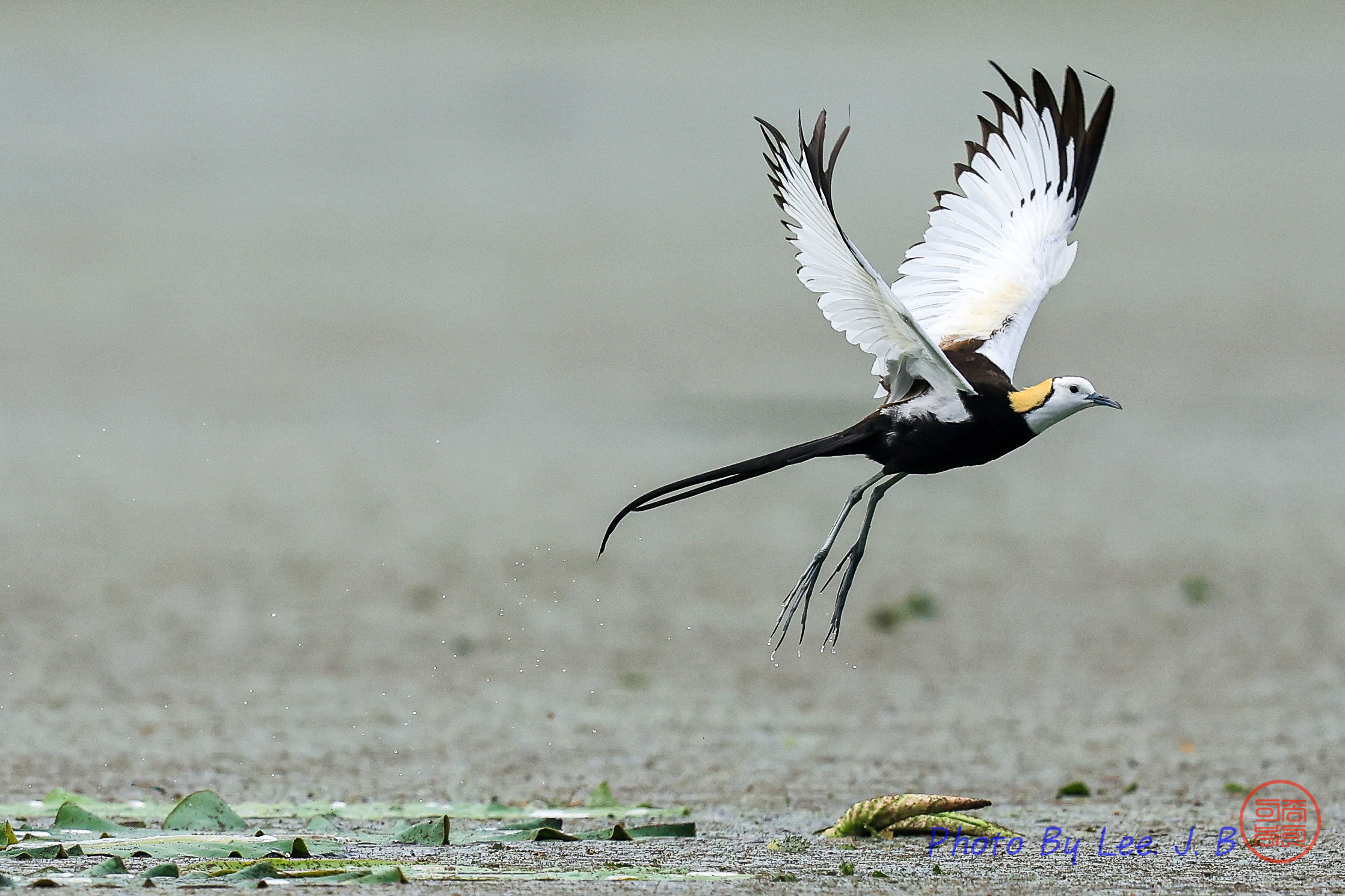 PHOTO BY  | Canon EOS R3 | 2024:06:10 09:15:53 | ISO-800 | 1/4000 sec | f 5.6 | 840 mm | EV=0 | ● WIDTH:2236 pixels  HEIGHT:1491 pixels