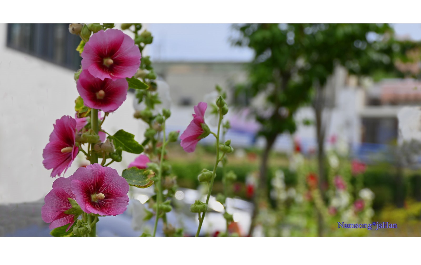 PHOTO BY HAN_JONGSOO | NIKON Z fc | 2024:06:21 14:56:32 | ISO-100 | 1/500 sec | f 5.6 | 59 mm | EV=-1.3 | ● WIDTH:1600 pixels  HEIGHT:812 pixels