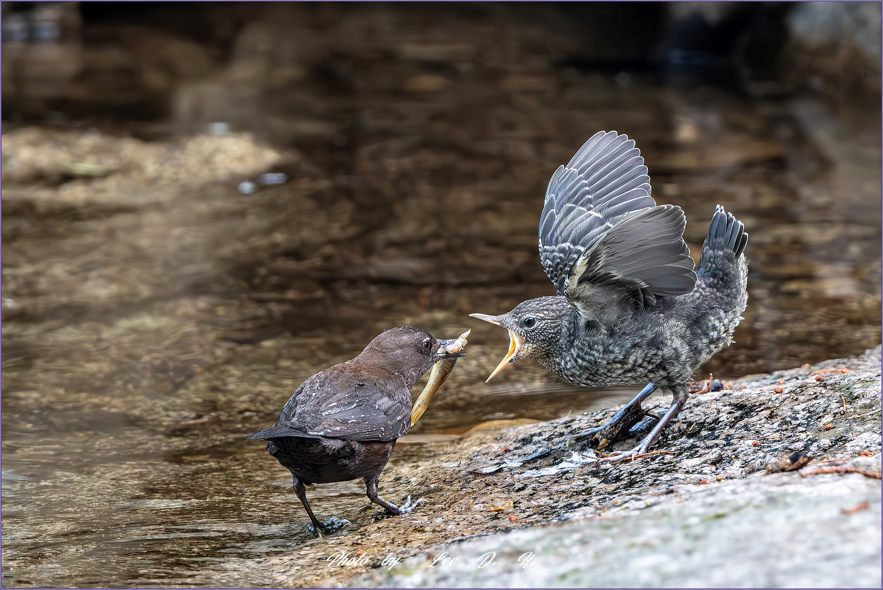 PHOTO BY  | NIKON D500 | 2024:06:15 10:12:27 | ISO-3600 | 1/640 sec | f 8 | 500 mm | EV=-0.3 | ● WIDTH:1800 pixels  HEIGHT:1200 pixels