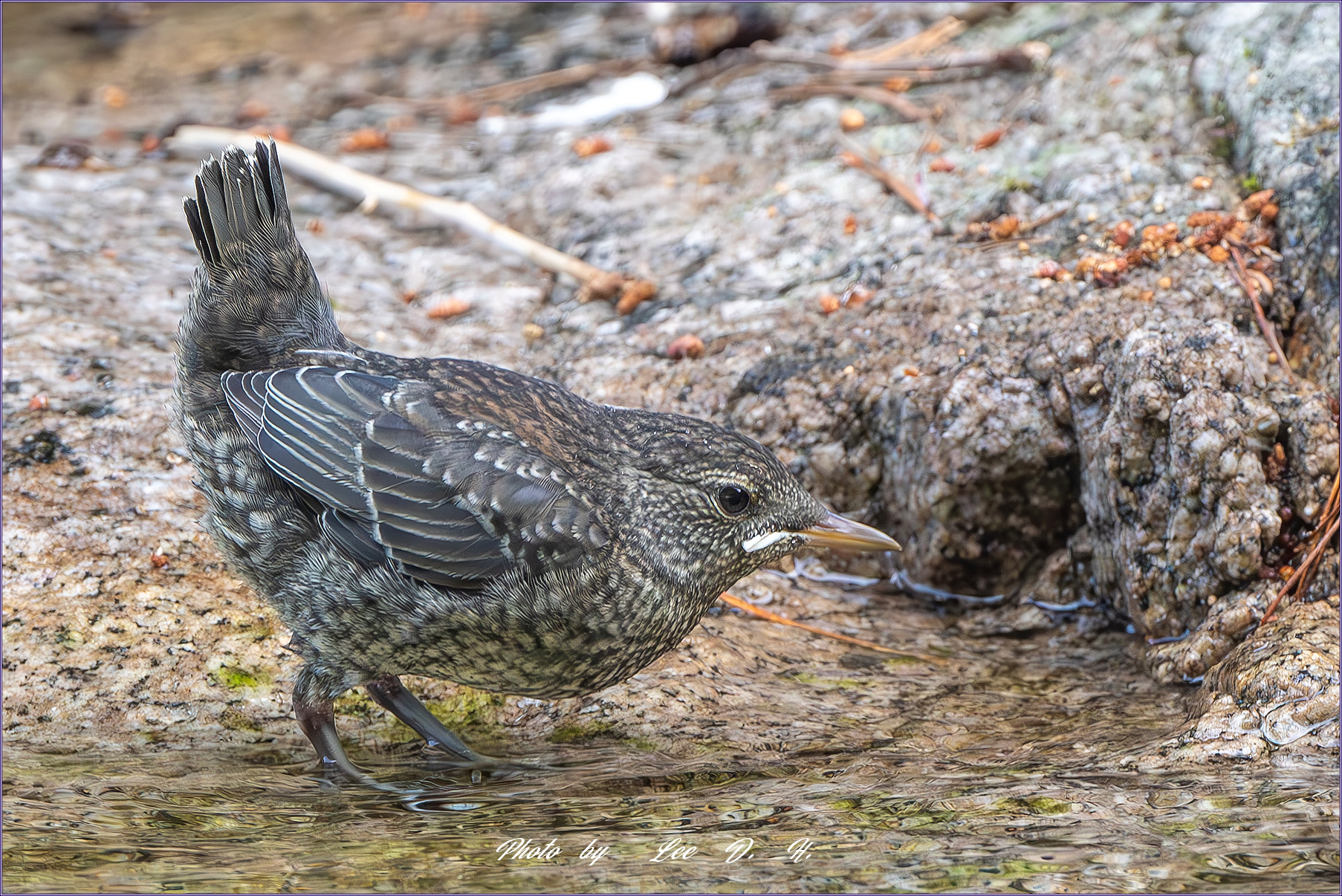 PHOTO BY  | NIKON D500 | 2024:06:15 10:14:34 | ISO-1800 | 1/640 sec | f 8 | 500 mm | EV=-0.3 | ● WIDTH:1800 pixels  HEIGHT:1200 pixels