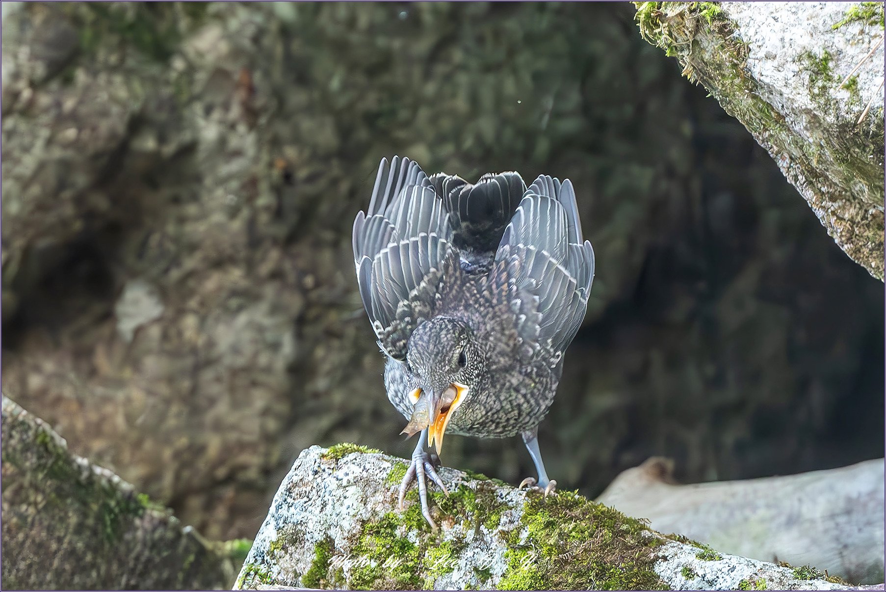 PHOTO BY  | NIKON D500 | 2024:06:15 10:29:19 | ISO-14400 | 1/800 sec | f 8 | 500 mm | EV=0 | ● WIDTH:1800 pixels  HEIGHT:1200 pixels