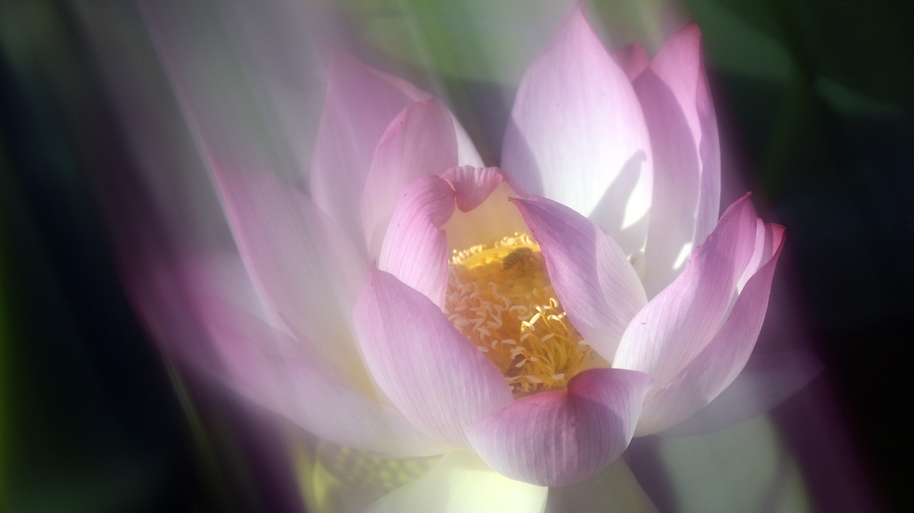 PHOTO BY HAN_JONGSOO | NIKON Z fc | 2024:06:28 07:13:17 | ISO-100 | 1/500 sec | f 6.3 | 140 mm | EV=-0.7 | ● WIDTH:1800 pixels  HEIGHT:1011 pixels