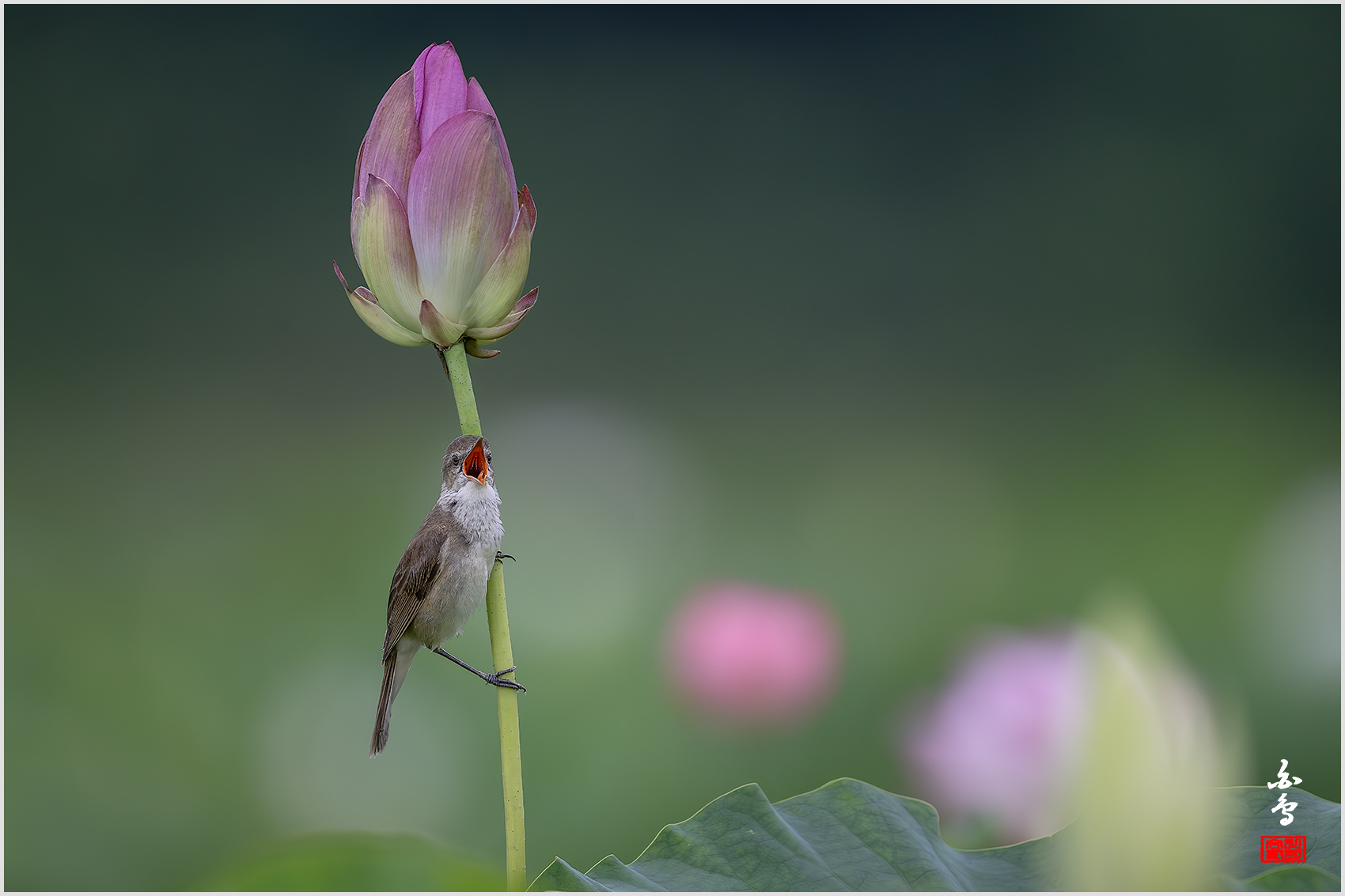 PHOTO BY  | NIKON Z 9 | 2024:06:29 12:41:07 | ISO-640 | 1/1250 sec | f 6.3 | 840 mm | EV=-0.7 | ● WIDTH:1700 pixels  HEIGHT:1133 pixels