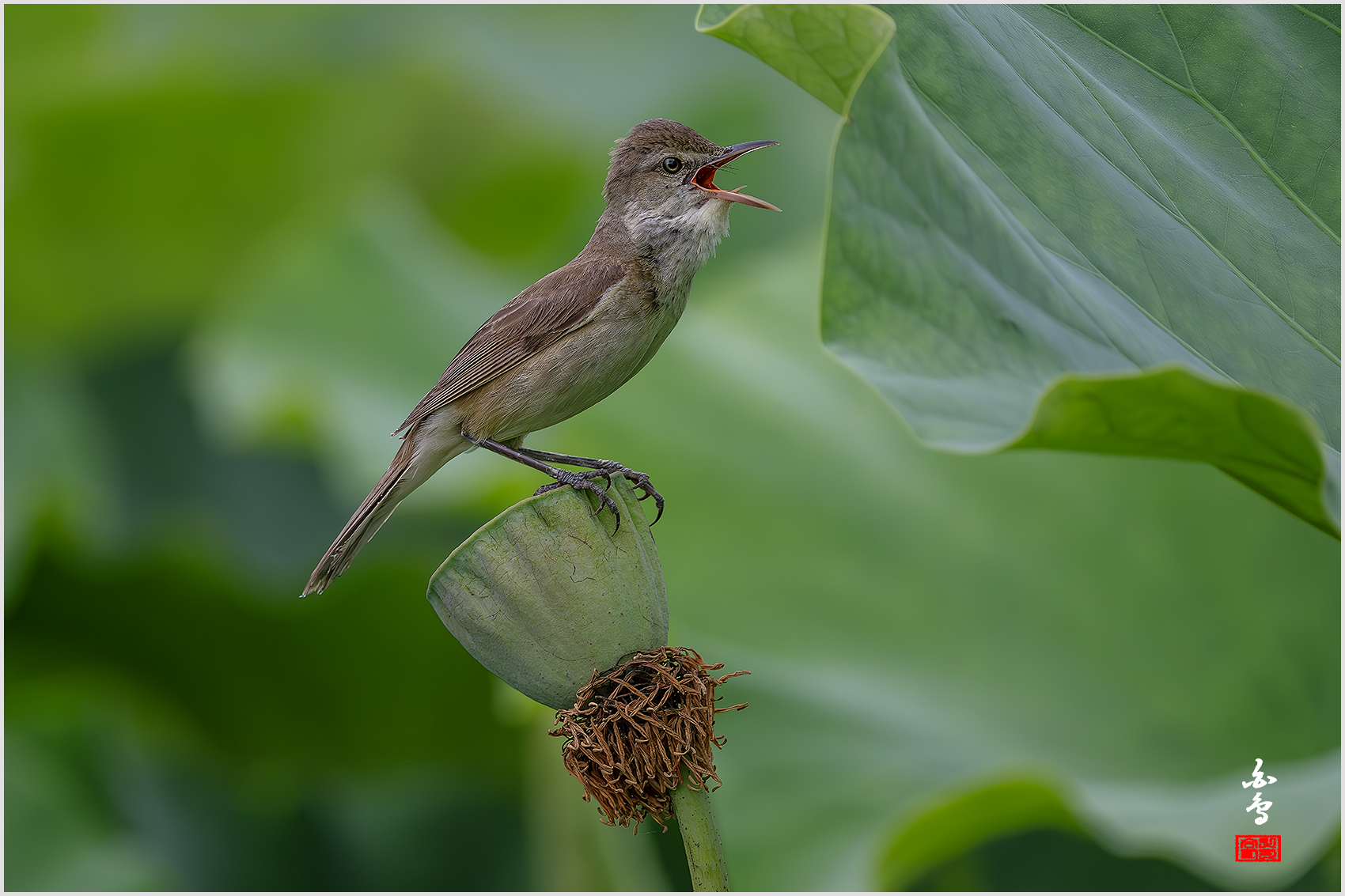 PHOTO BY  | NIKON Z 9 | 2024:06:29 12:33:54 | ISO-640 | 1/2000 sec | f 5.6 | 840 mm | EV=-0.3 | ● WIDTH:1700 pixels  HEIGHT:1133 pixels