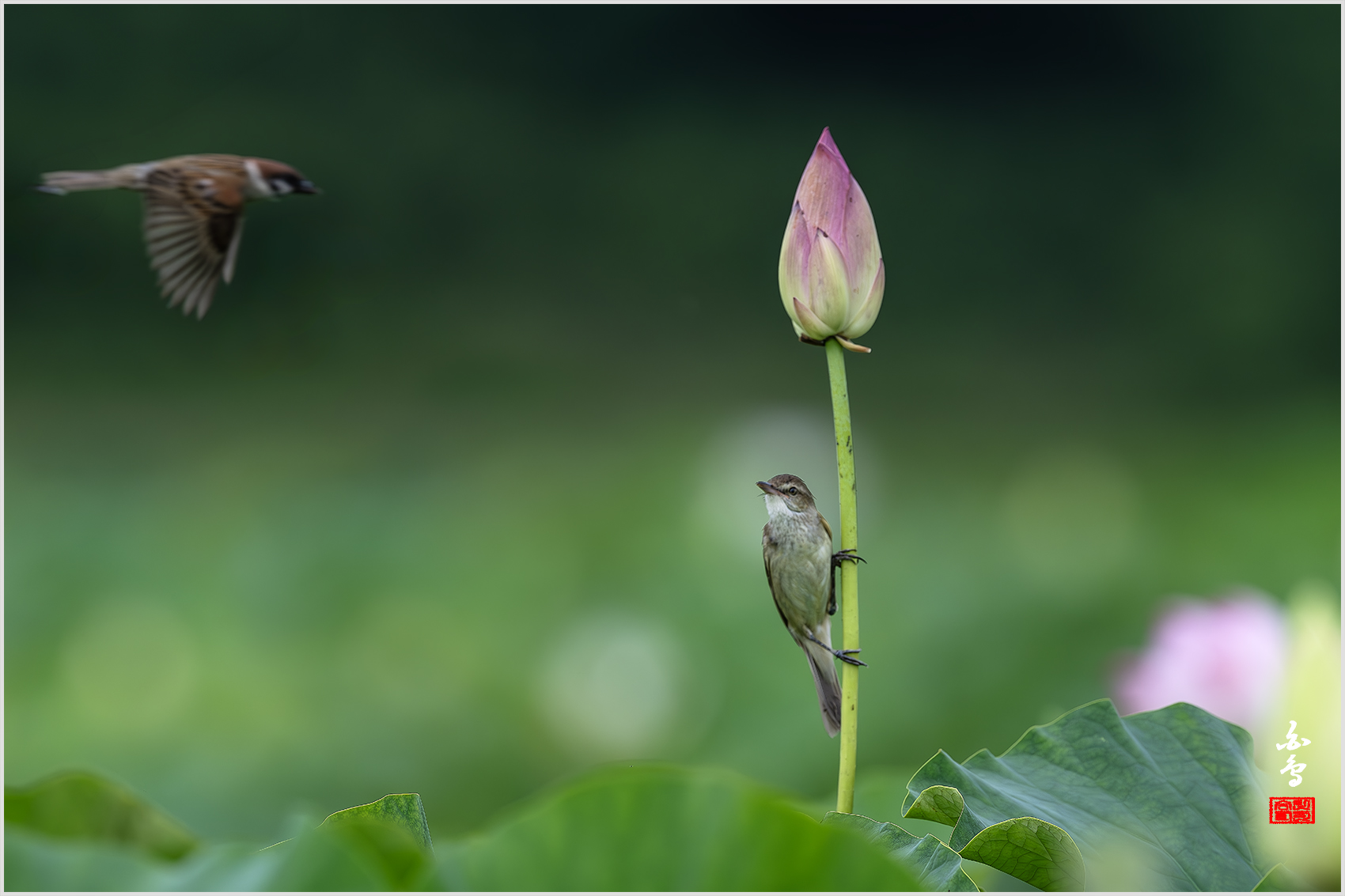 PHOTO BY  | NIKON Z 9 | 2024:06:29 12:37:09 | ISO-640 | 1/1600 sec | f 6.3 | 600 mm | EV=-0.7 | ● WIDTH:1700 pixels  HEIGHT:1133 pixels