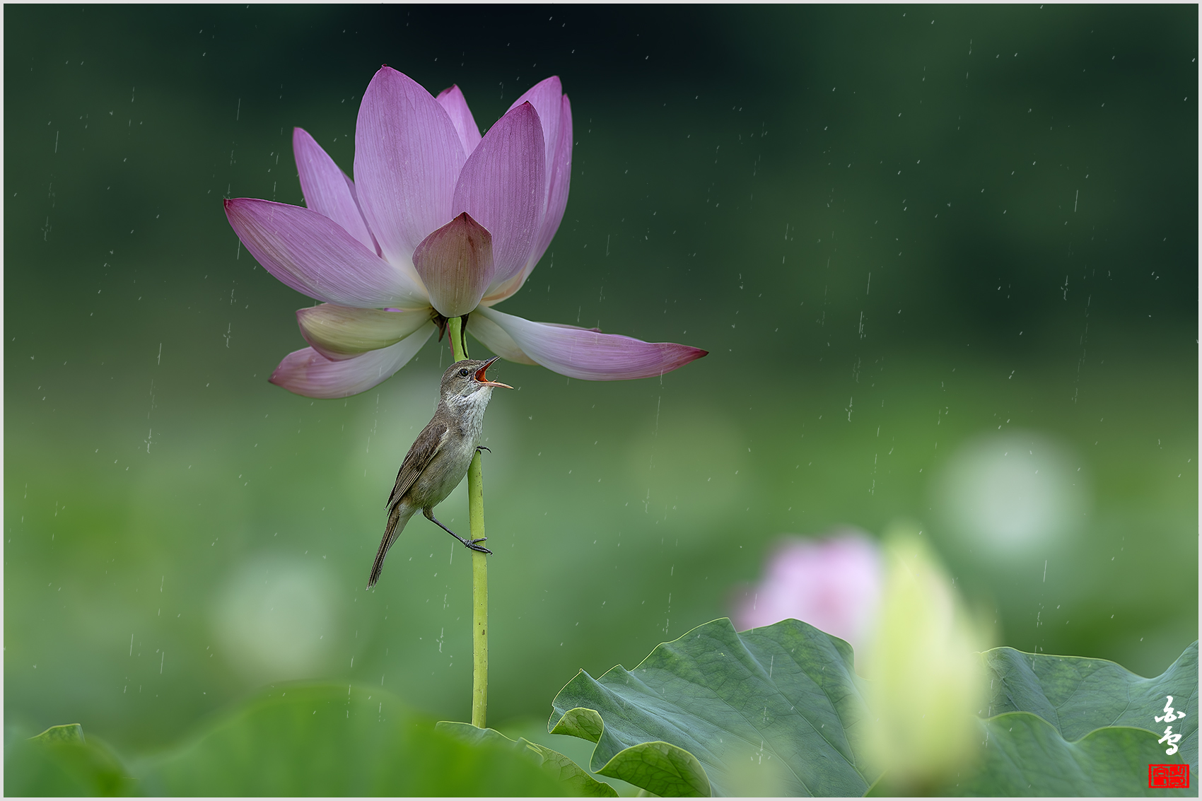 PHOTO BY  | NIKON Z 9 | 2024:06:29 12:37:19 | ISO-640 | 1/1600 sec | f 6.3 | 600 mm | EV=-0.7 | ● WIDTH:1700 pixels  HEIGHT:1133 pixels