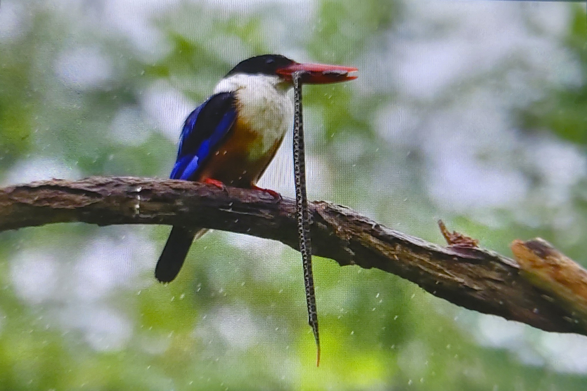 PHOTO BY  | SM-A908N | 2024:06:29 14:43:48 | ISO-100 | 1/60 sec | f 2 | 4.58 mm | EV=0 | ● WIDTH:2025 pixels  HEIGHT:1351 pixels