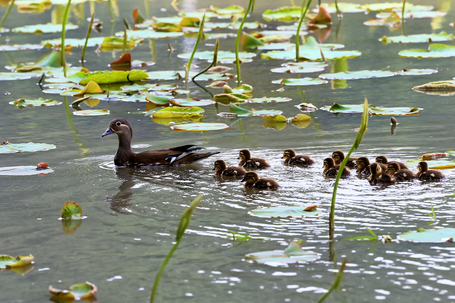 PHOTO BY HNalim | Canon EOS 7D Mark II | 2024:06:22 13:45:20 | ISO-125 | 1/640 sec | f 5 | 176 mm | EV=0 | ● WIDTH:1800 pixels  HEIGHT:1200 pixels