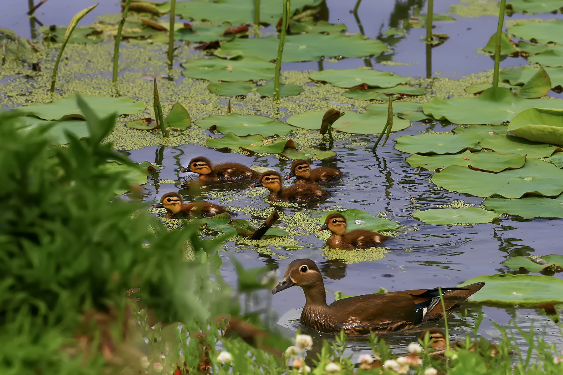 PHOTO BY HNalim | Canon EOS 7D Mark II | 2024:06:22 13:45:38 | ISO-160 | 1/500 sec | f 5.6 | 400 mm | EV=0 | ● WIDTH:1800 pixels  HEIGHT:1200 pixels