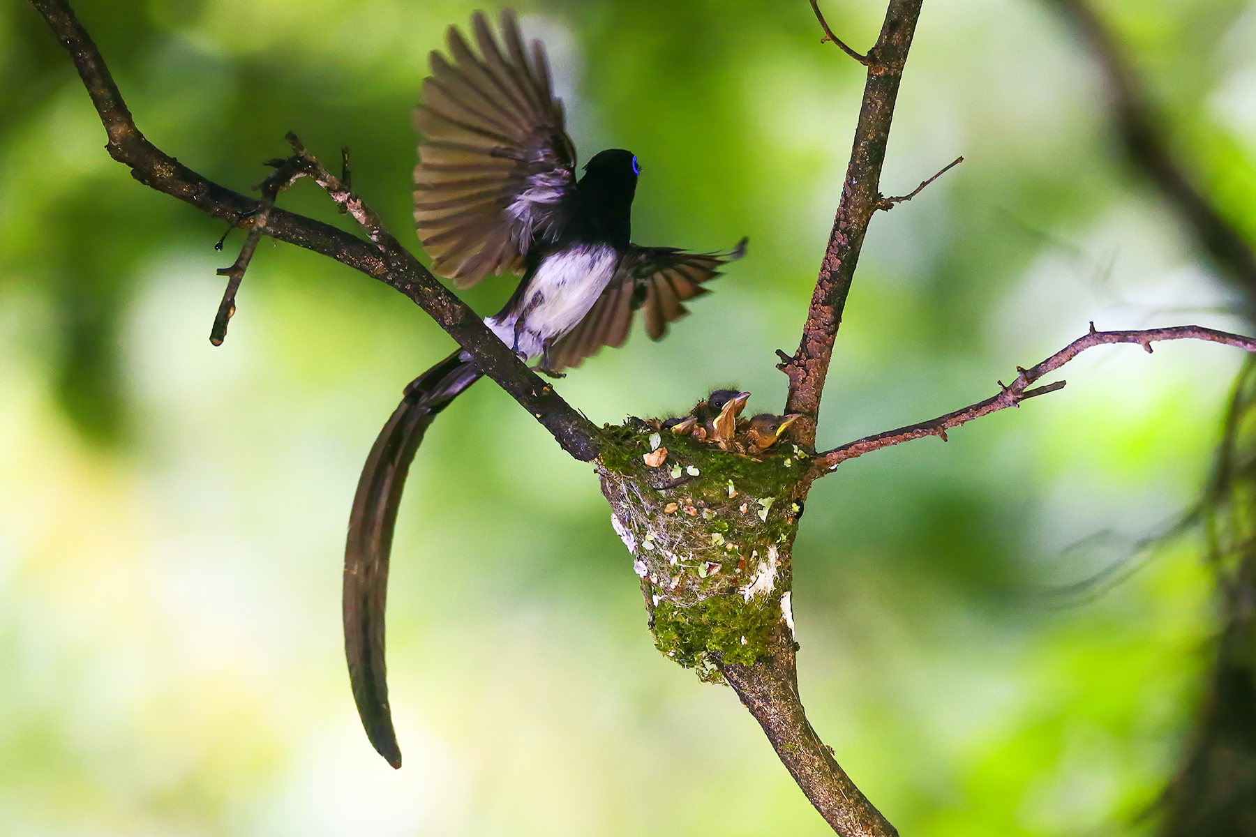 PHOTO BY ChoiJunqSeop | Canon EOS-1D X Mark II | 2024:06:27 16:09:51 | ISO-100 | 1/80 sec | f 7.1 | 300 mm | EV=-0.7 | ● WIDTH:1800 pixels  HEIGHT:1200 pixels