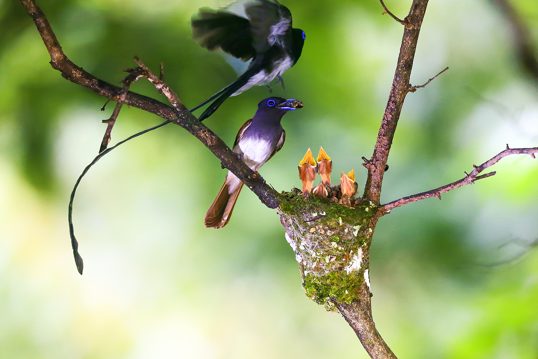PHOTO BY ChoiJunqSeop | Canon EOS-1D X Mark II | 2024:06:27 16:09:51 | ISO-100 | 1/100 sec | f 7.1 | 300 mm | EV=-0.7 | ● WIDTH:1800 pixels  HEIGHT:1200 pixels