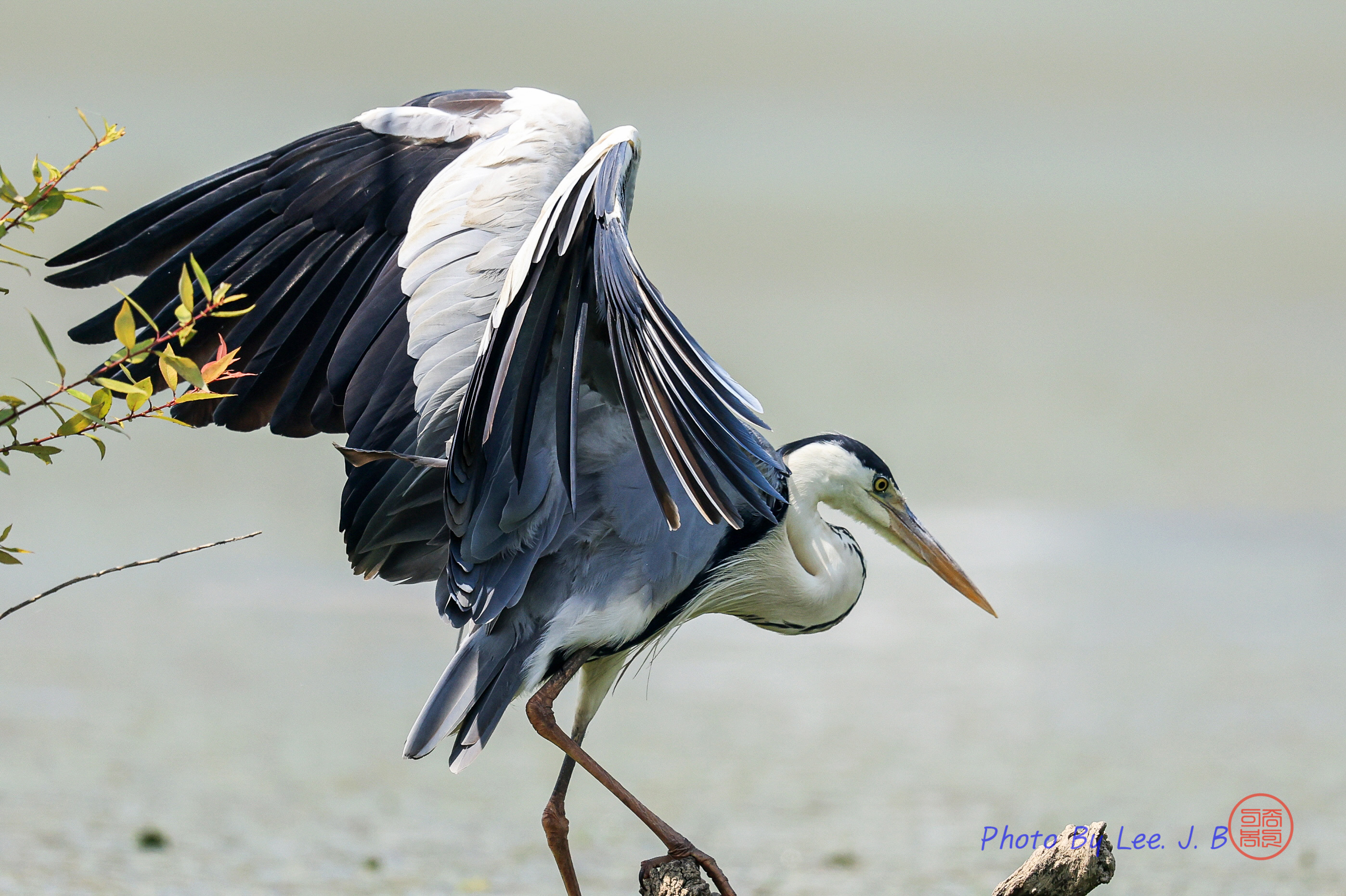 PHOTO BY  | Canon EOS R3 | 2024:06:10 10:26:47 | ISO-1000 | 1/4000 sec | f 5.6 | 840 mm | EV=0 | ● WIDTH:2796 pixels  HEIGHT:1863 pixels