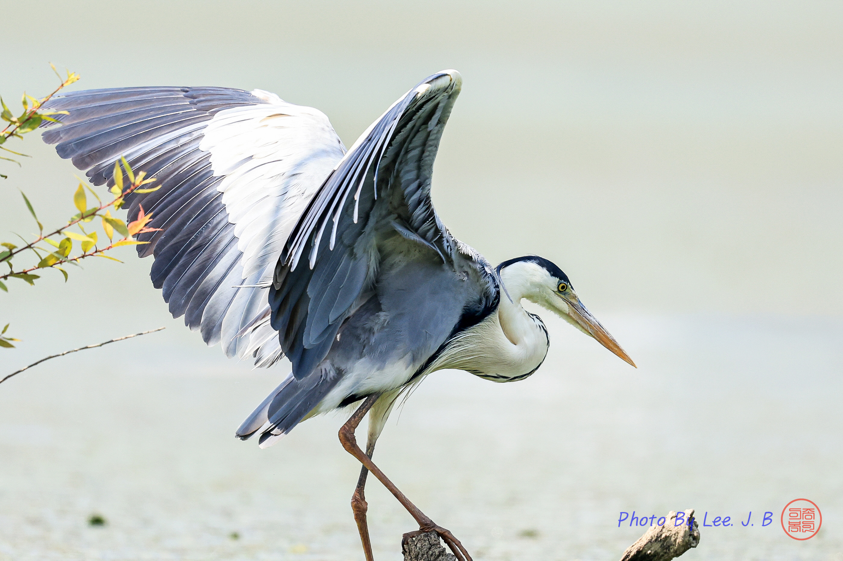 PHOTO BY  | Canon EOS R3 | 2024:06:10 10:26:47 | ISO-1600 | 1/4000 sec | f 5.6 | 840 mm | EV=0 | ● WIDTH:2796 pixels  HEIGHT:1863 pixels