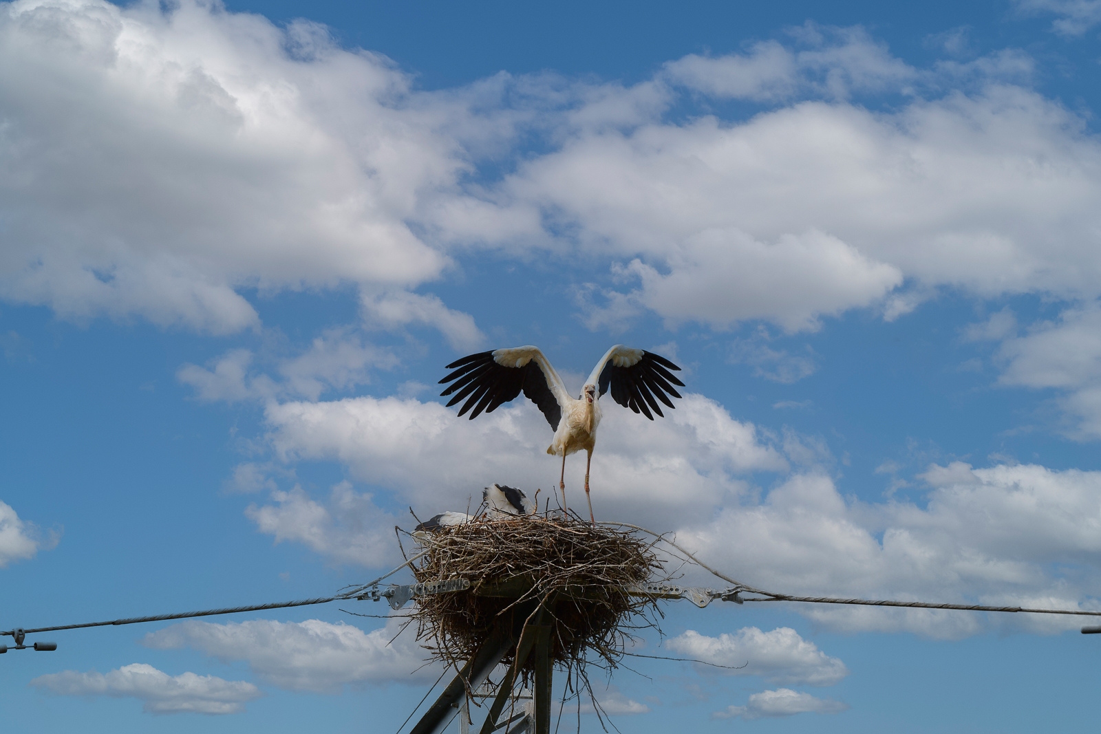 PHOTO BY  | NIKON D500 | 2024:06:28 18:04:58 | ISO-450 | 1/1250 sec | f 5.6 | 500 mm | EV=0.3 | ● WIDTH:  HEIGHT: