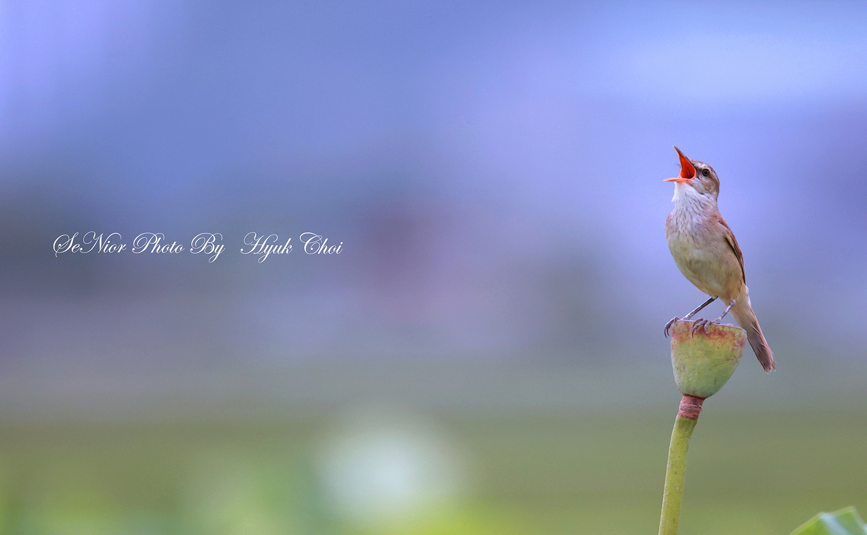 PHOTO BY  | Canon EOS R6 | 2024:06:29 09:11:13 | ISO-2000 | 1/2500 sec | f 6.3 | 600 mm | EV=0 | ● WIDTH:1700 pixels  HEIGHT:1050 pixels