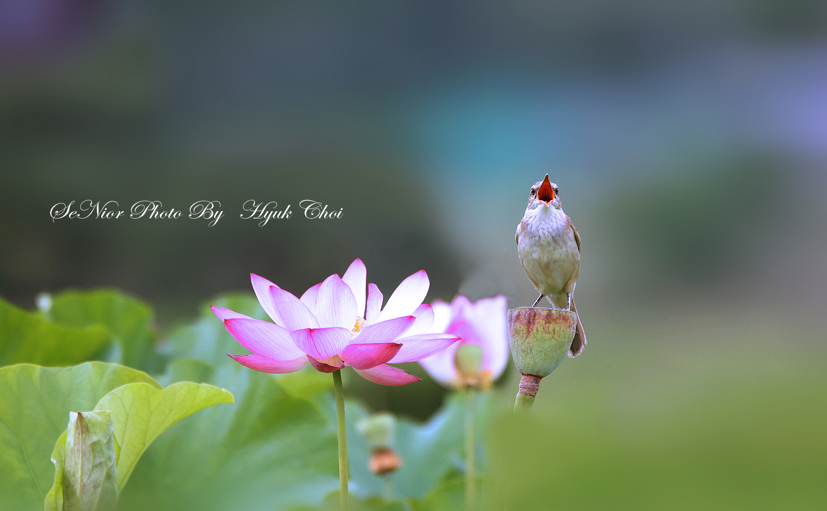 PHOTO BY  | Canon EOS R6 | 2024:06:29 09:53:42 | ISO-2000 | 1/2500 sec | f 6.3 | 600 mm | EV=0 | ● WIDTH:1700 pixels  HEIGHT:1050 pixels