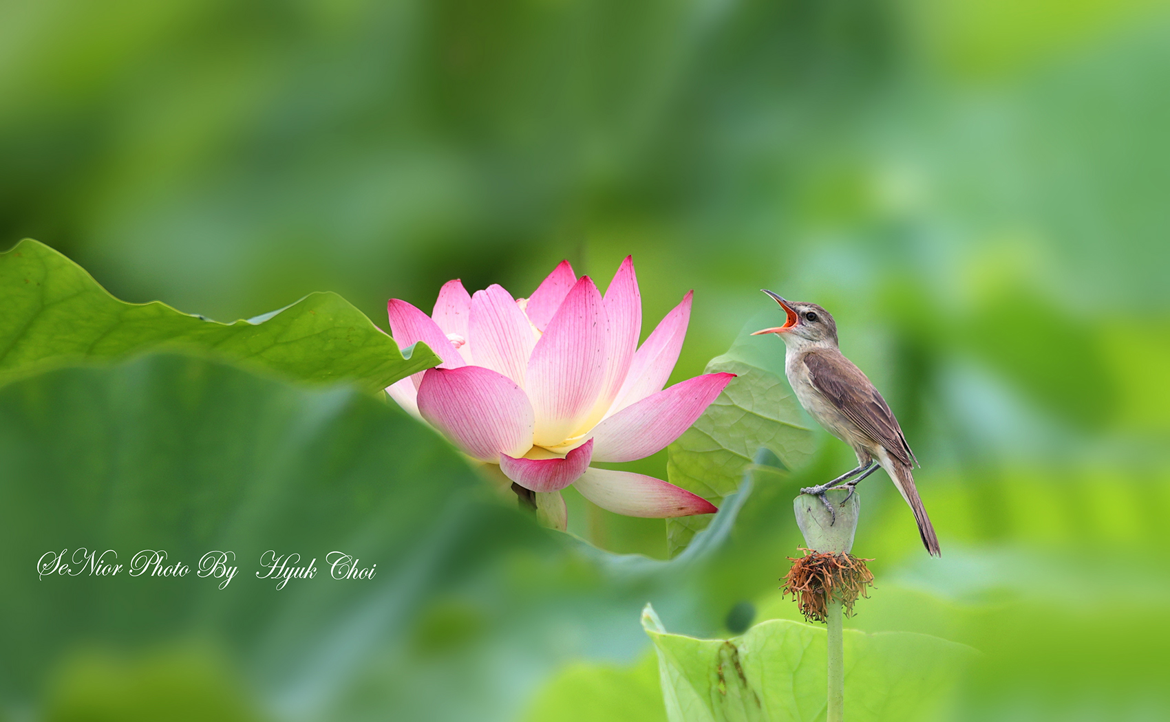 PHOTO BY  | Canon EOS R6 | 2024:06:29 10:56:12 | ISO-1000 | 1/1600 sec | f 6.3 | 600 mm | EV=0 | ● WIDTH:1700 pixels  HEIGHT:1050 pixels